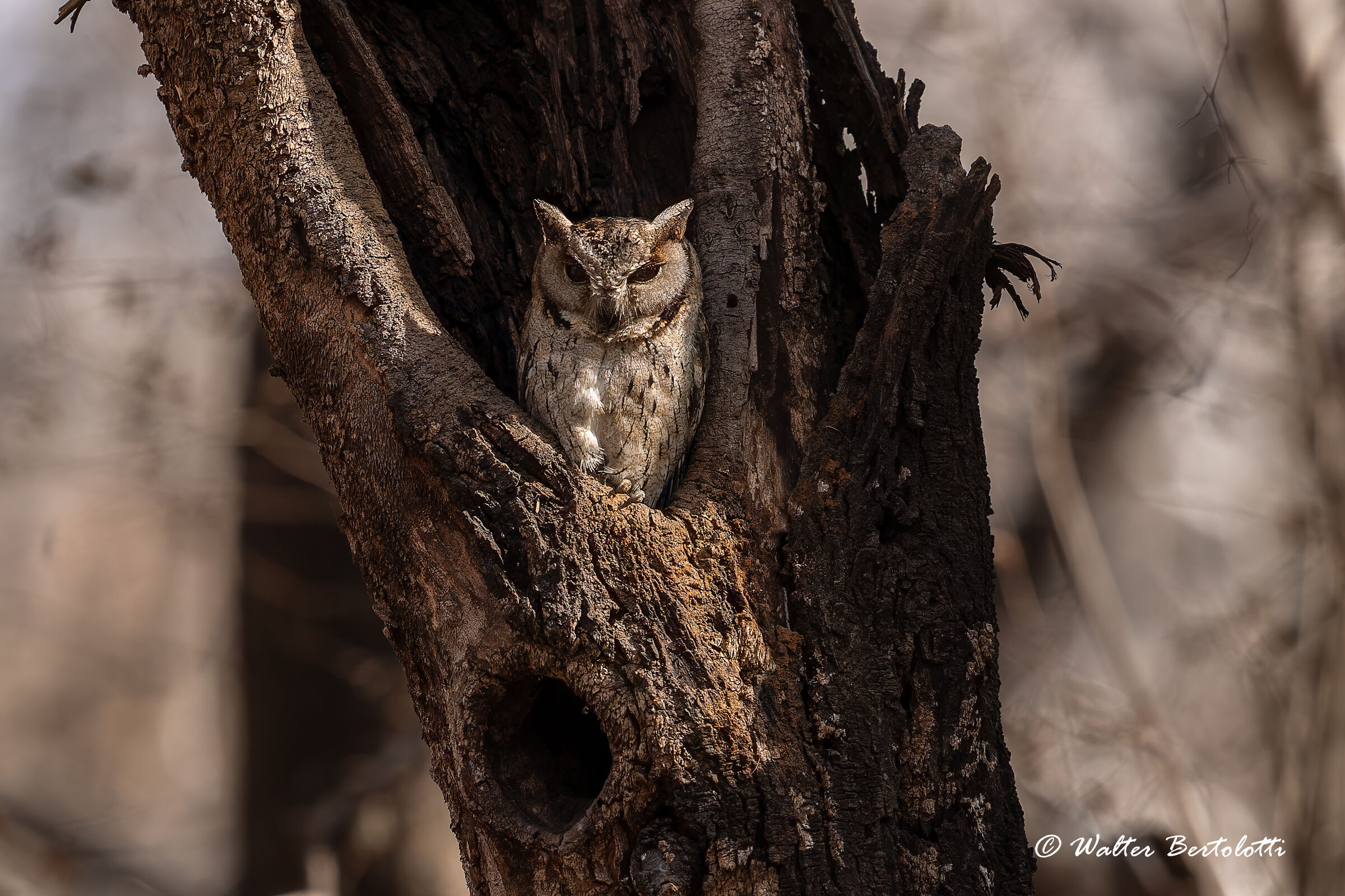 Indian scops owl