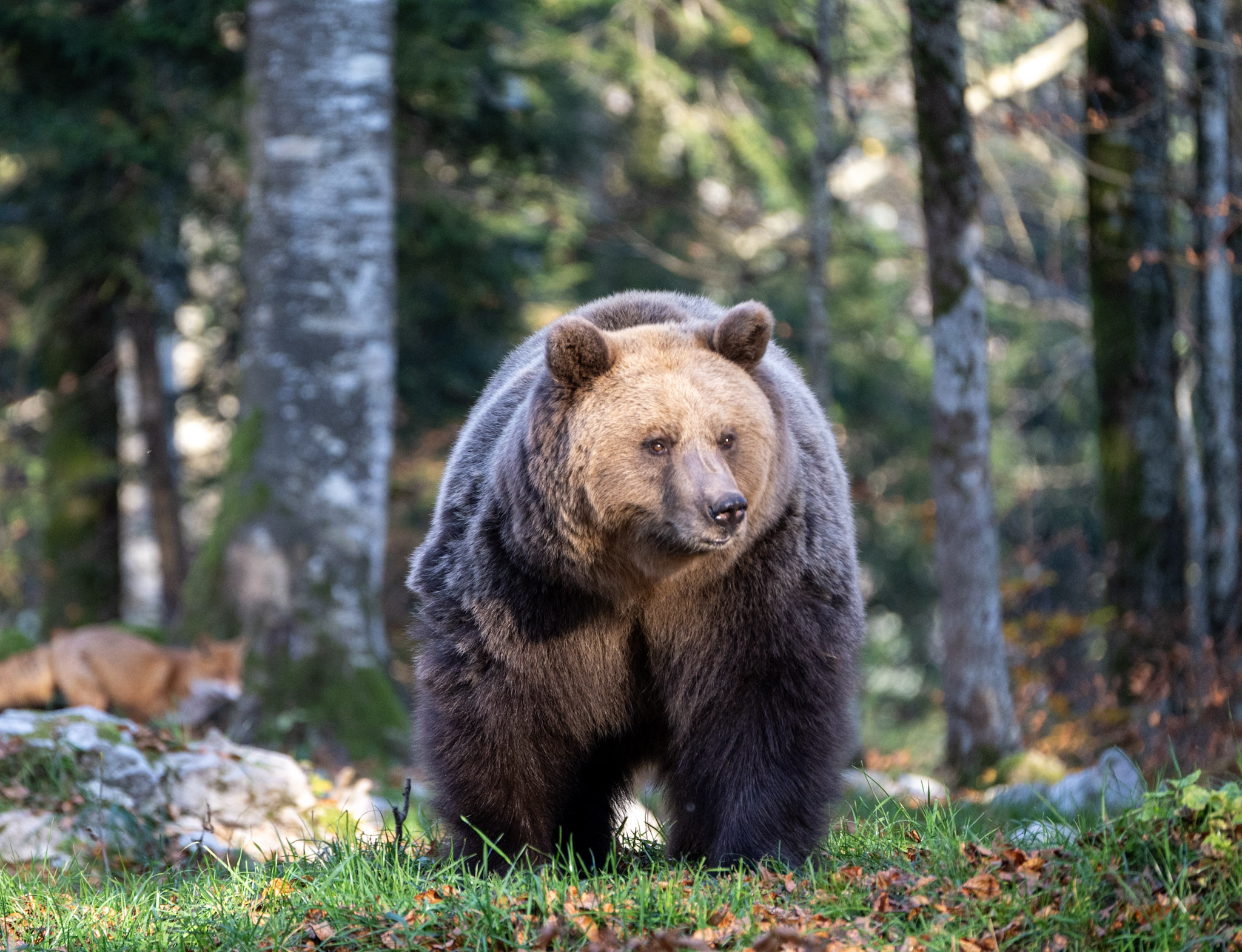 Mio orso piu bello