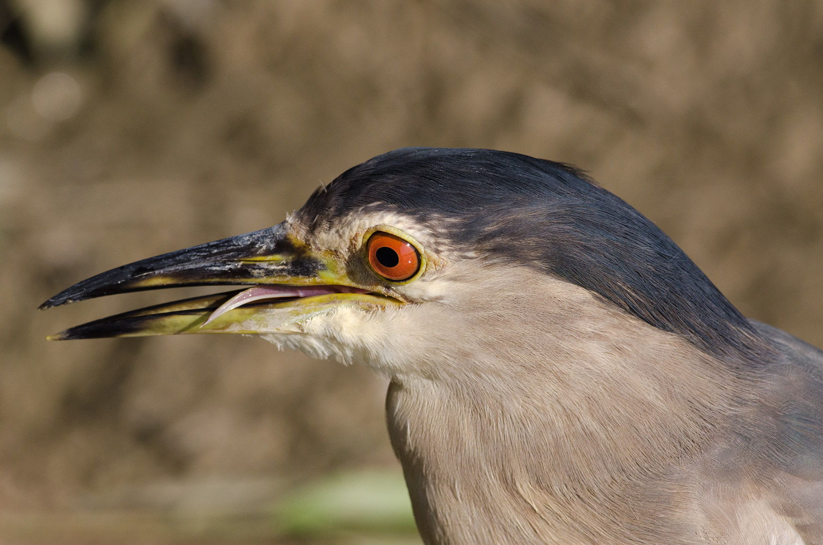 pregustando il prossimo bocconcino