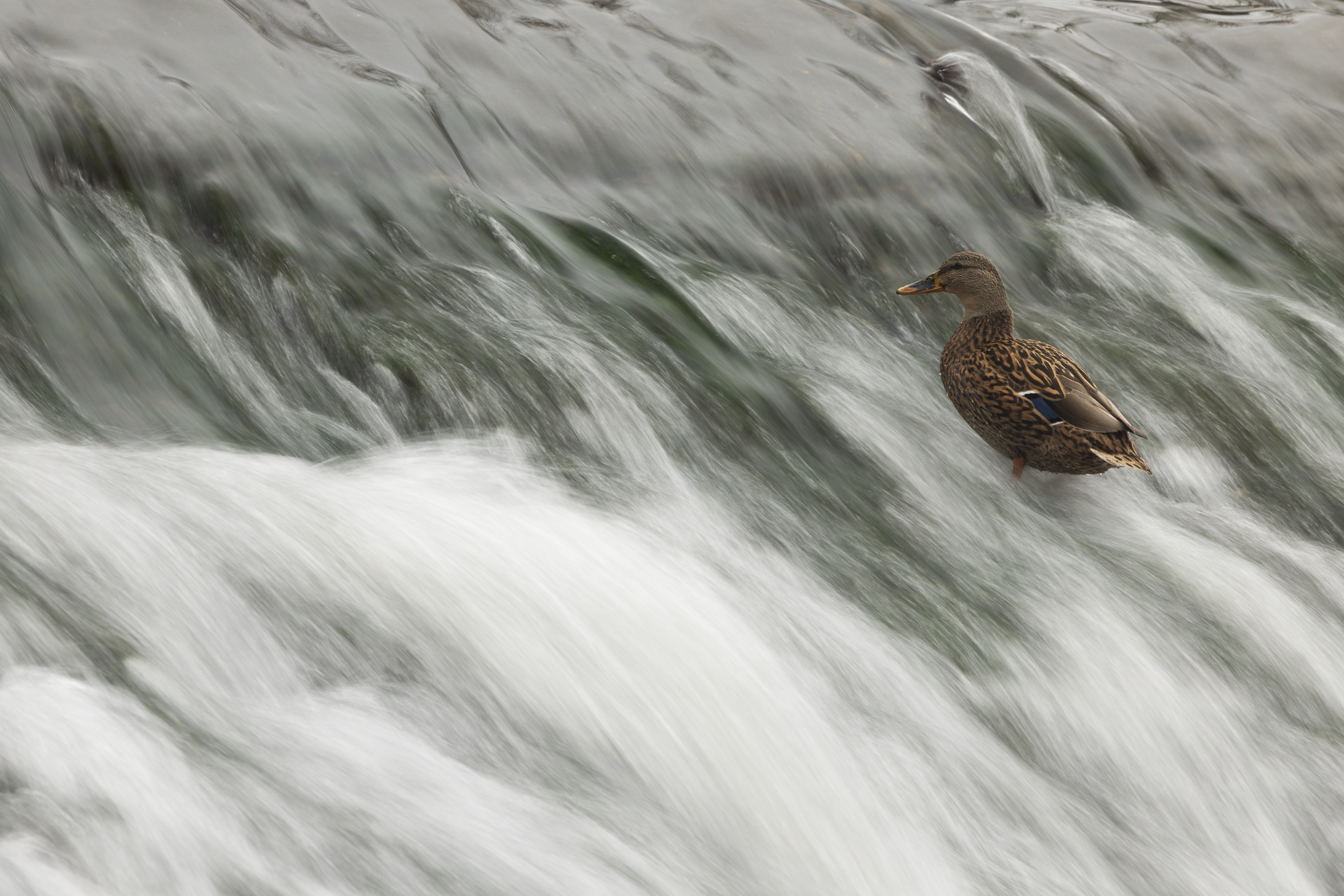 Balance in the water