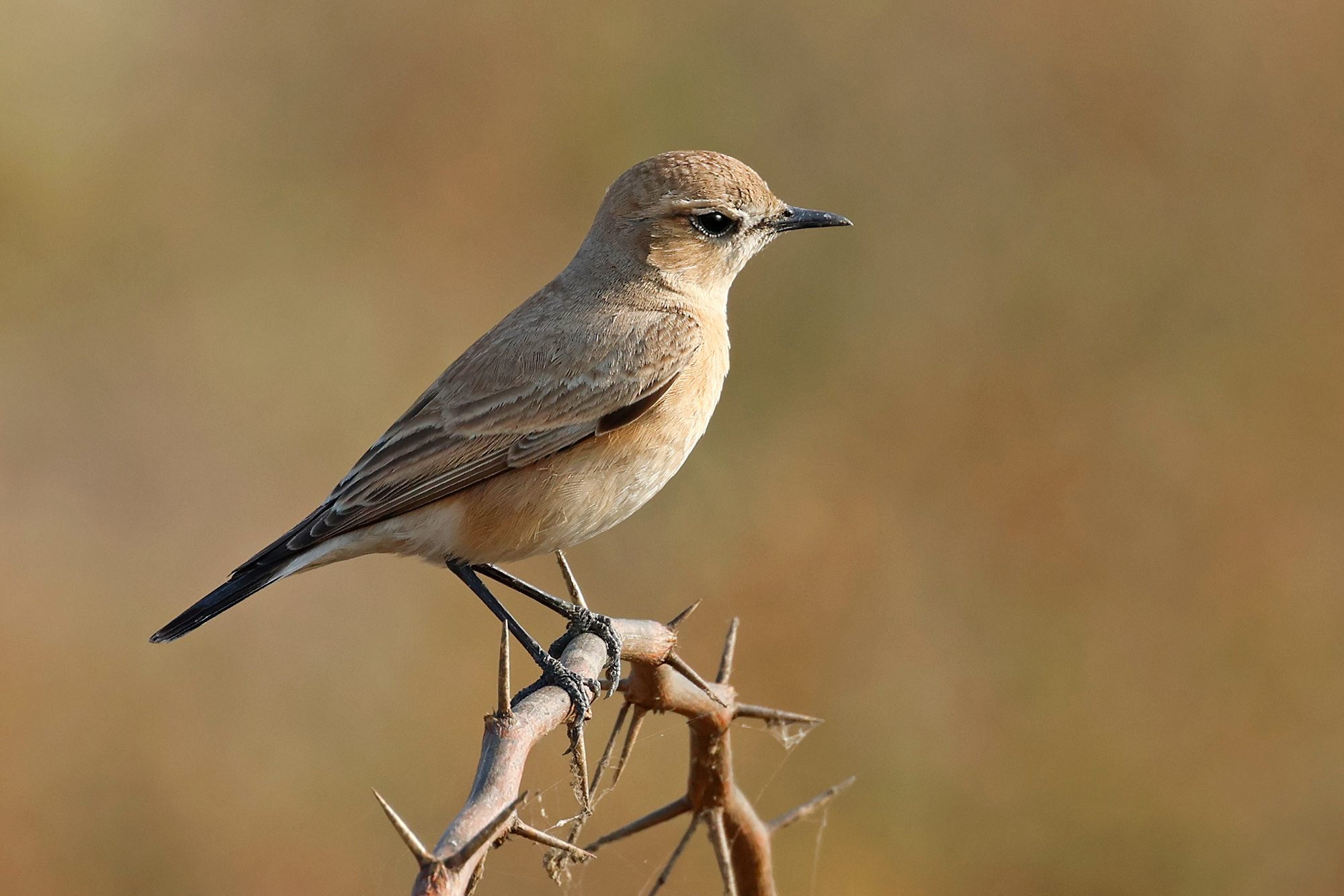 Desert? wheatear