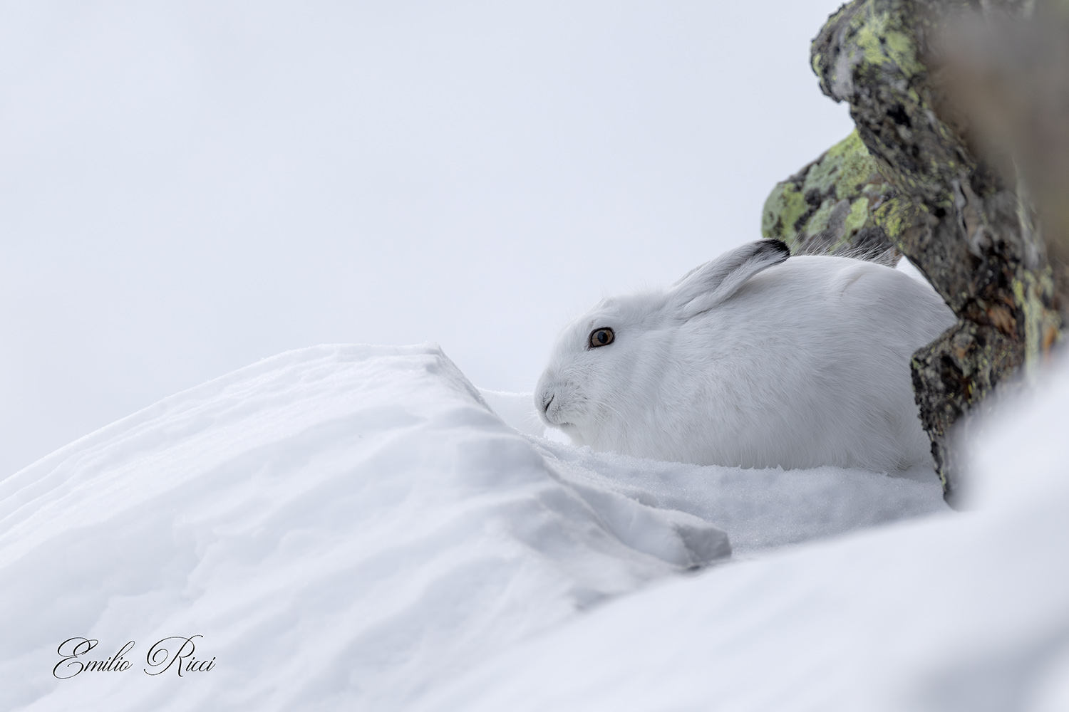 Variable hare