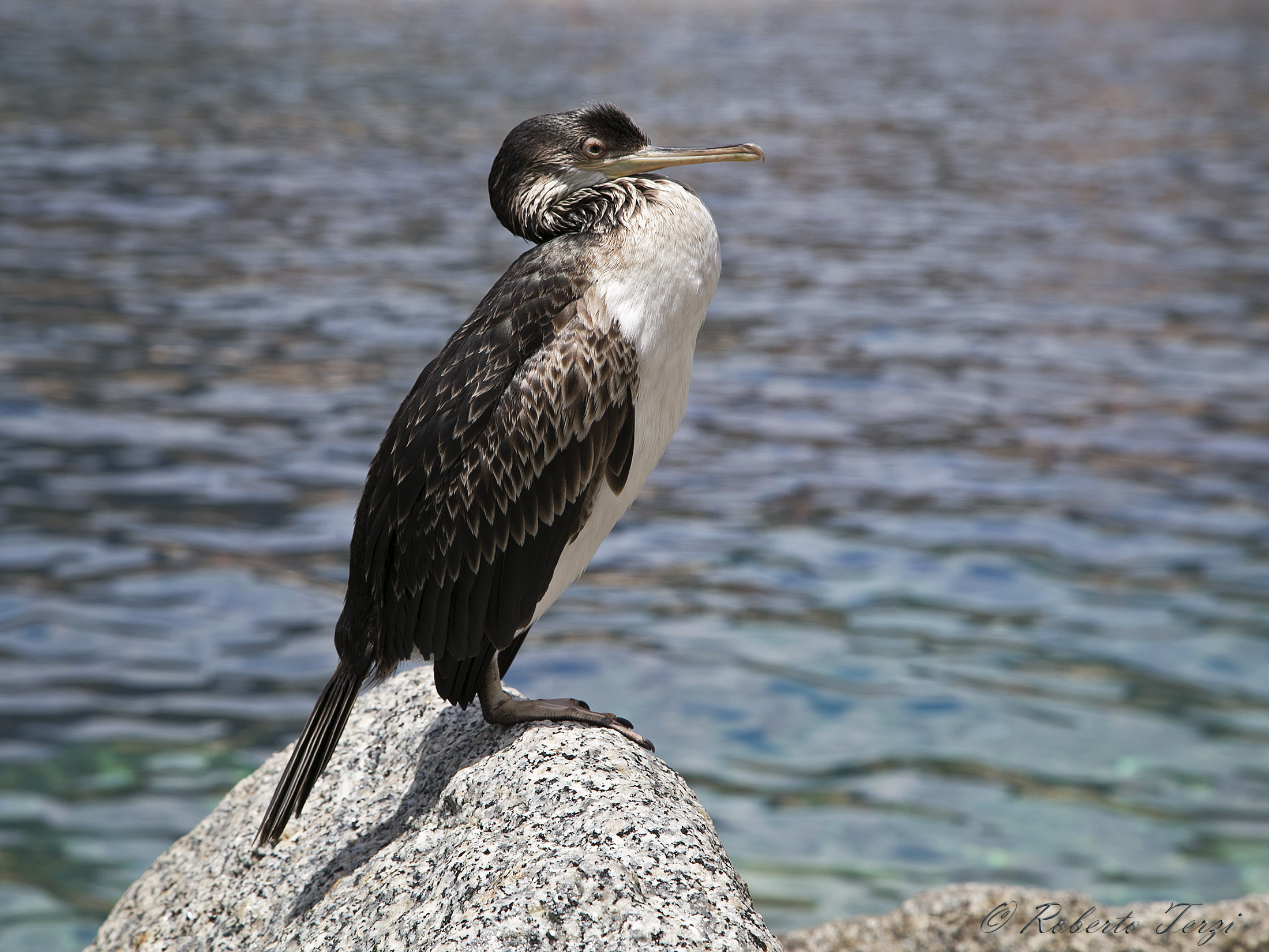 Cormorant