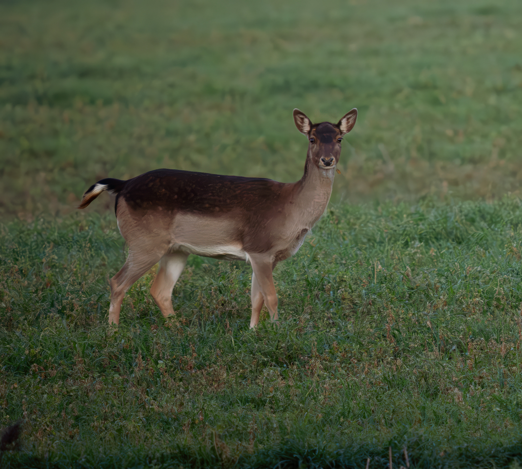 Female fallow deer
