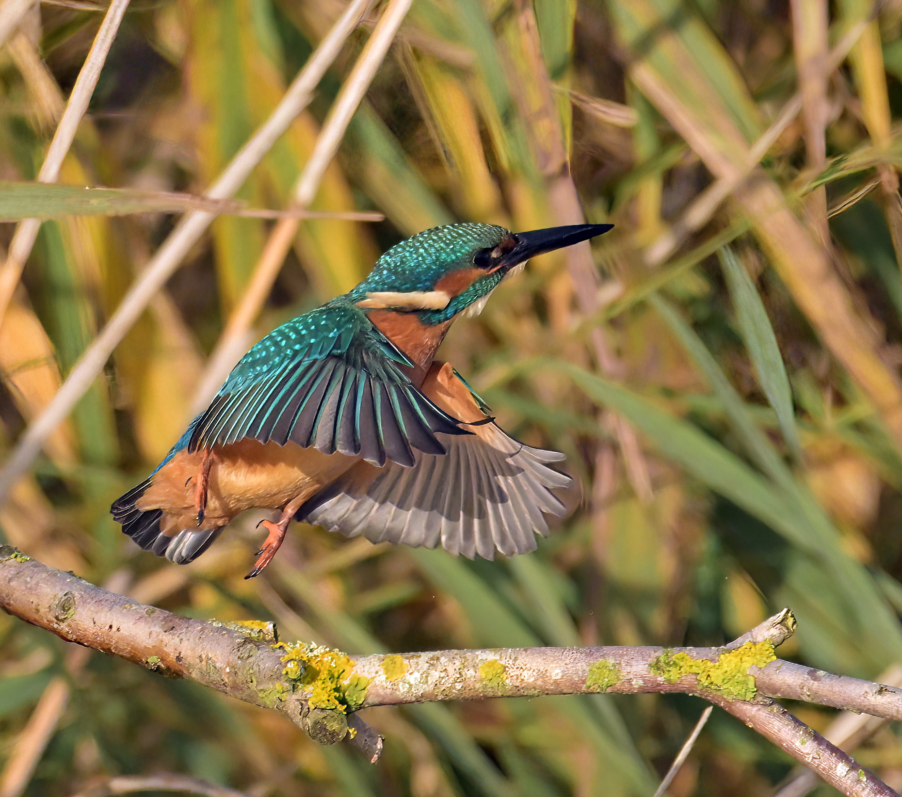 Kingfisher