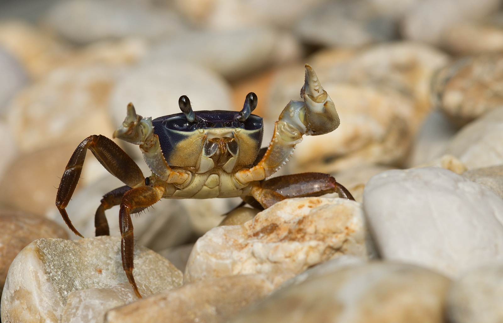 Granchio. Egitto, Marsa Alam