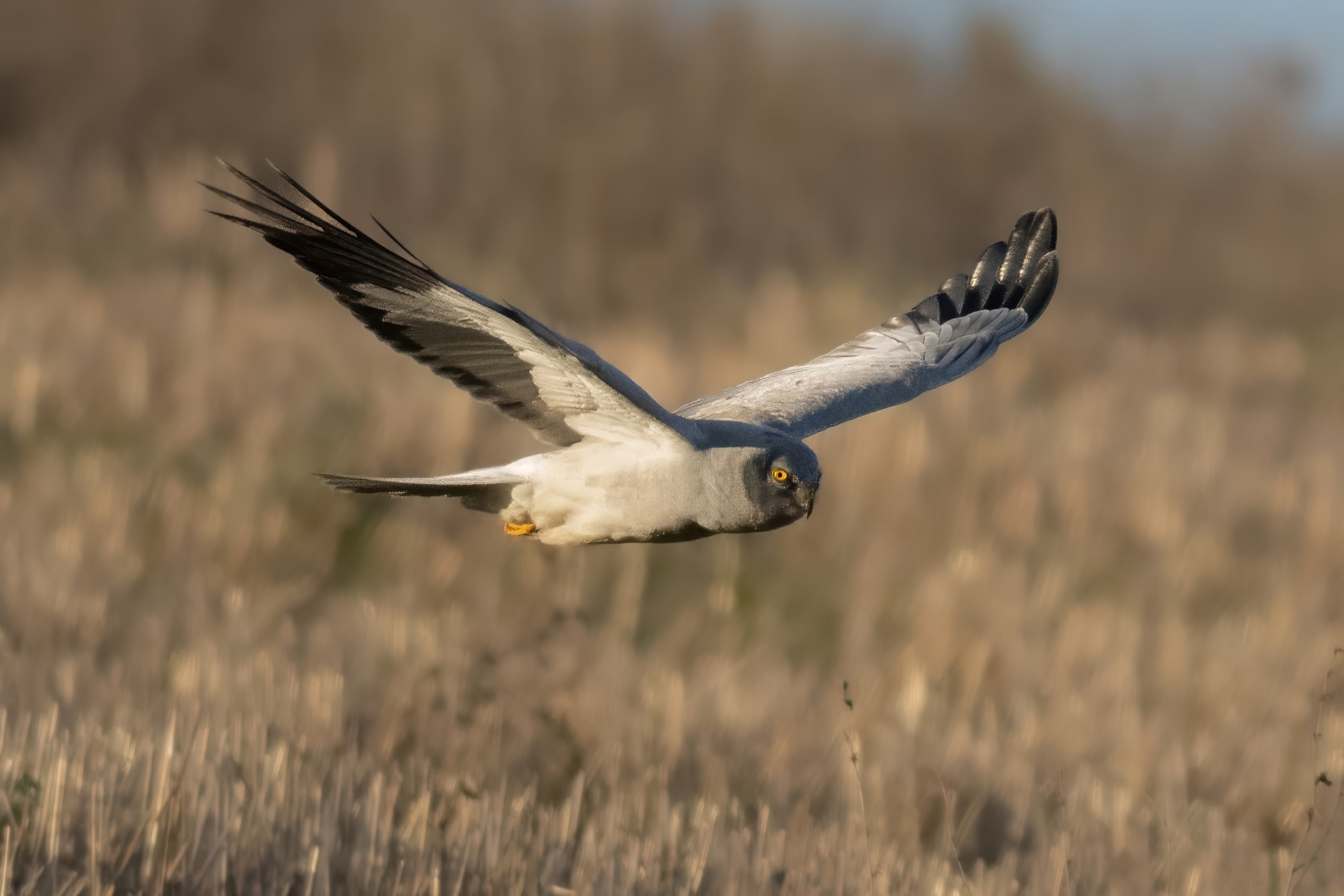 Hen Harrier (Circus cyaneus) m