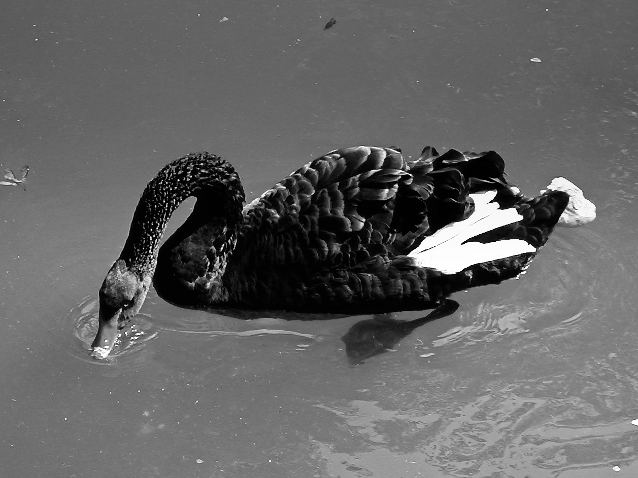 Cigno nero