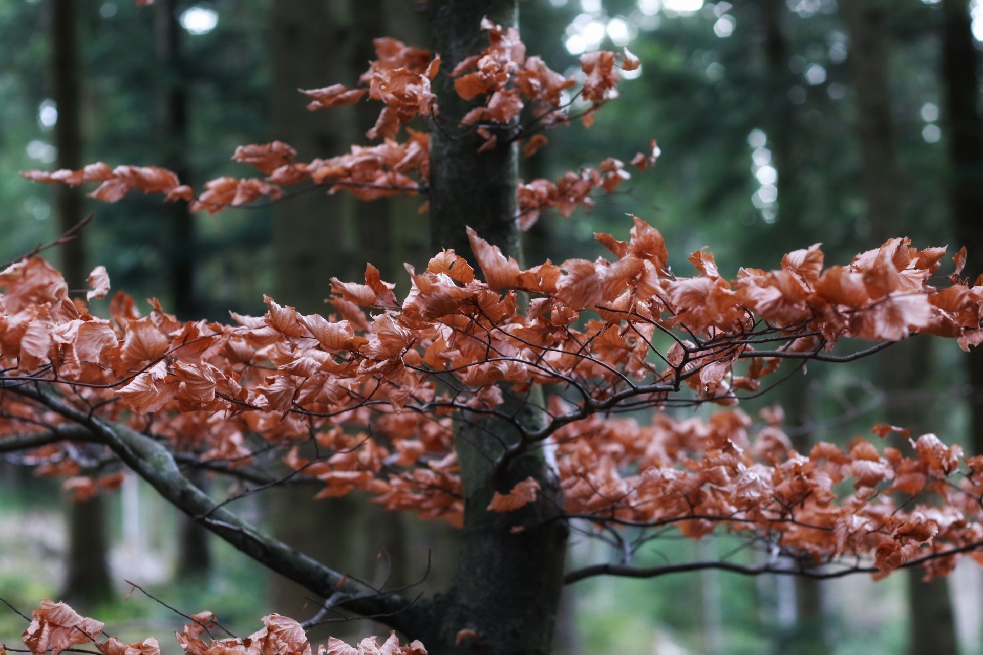 Contrasti nella foresta