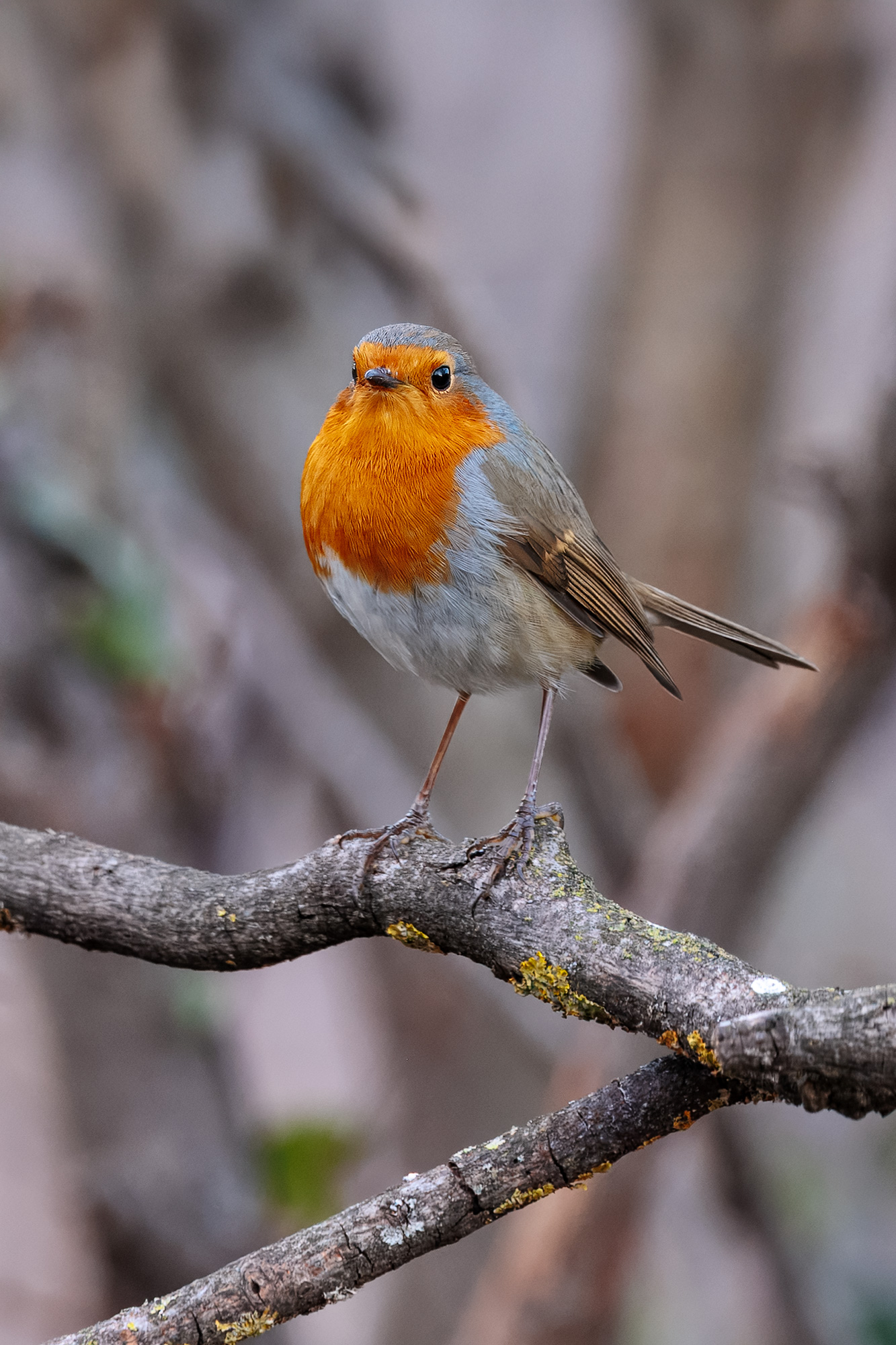 Robin
