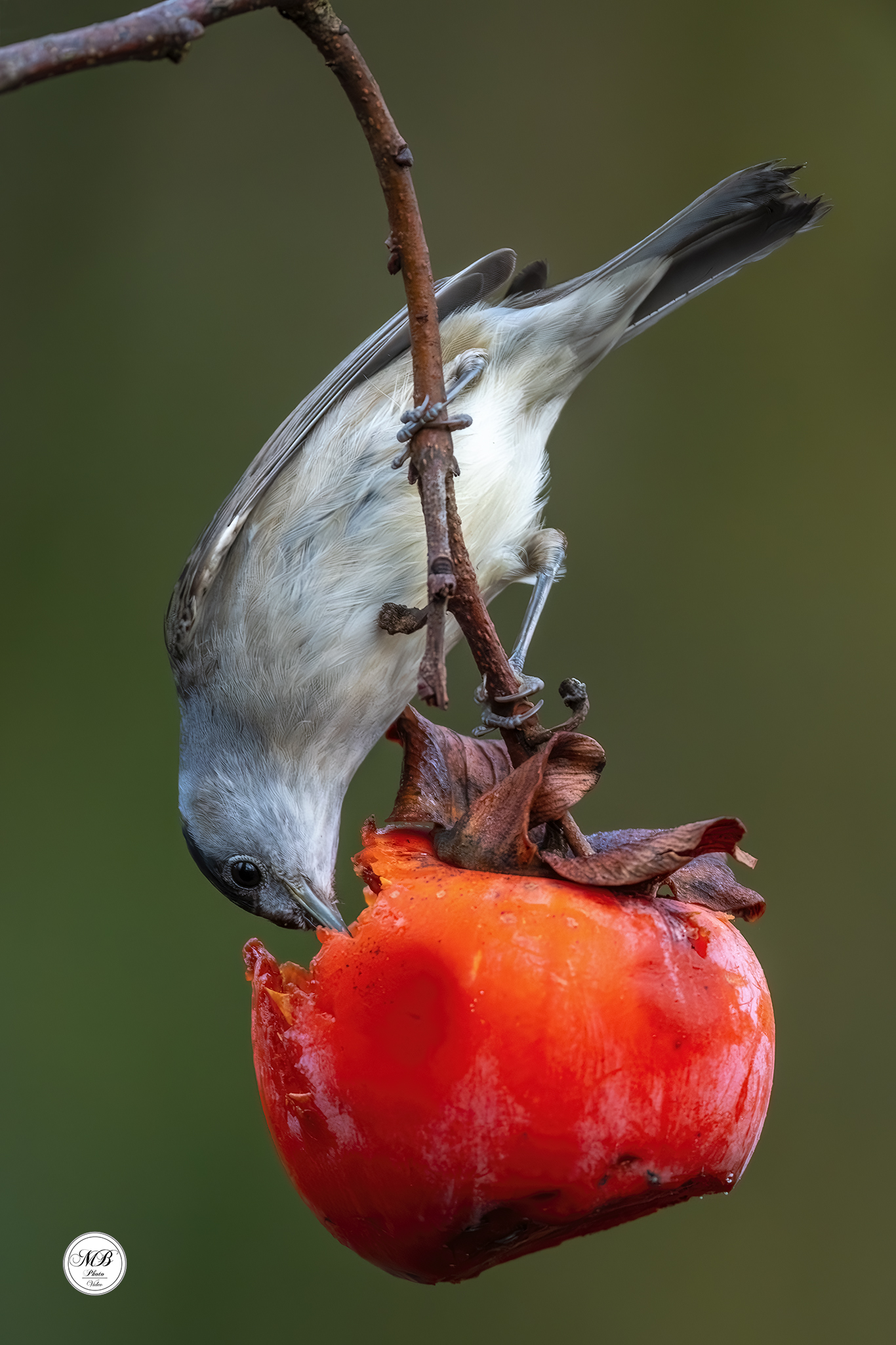 Blackcap