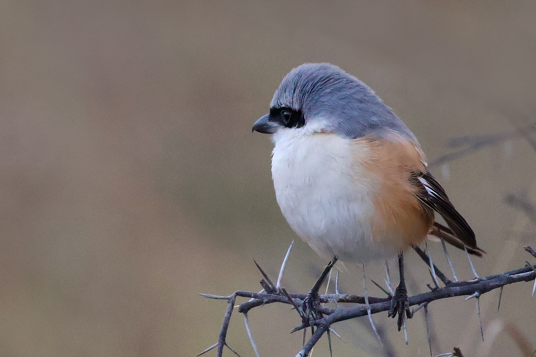 Averla dorsobaio - Bay-backed shrike (Lanius vittatus)