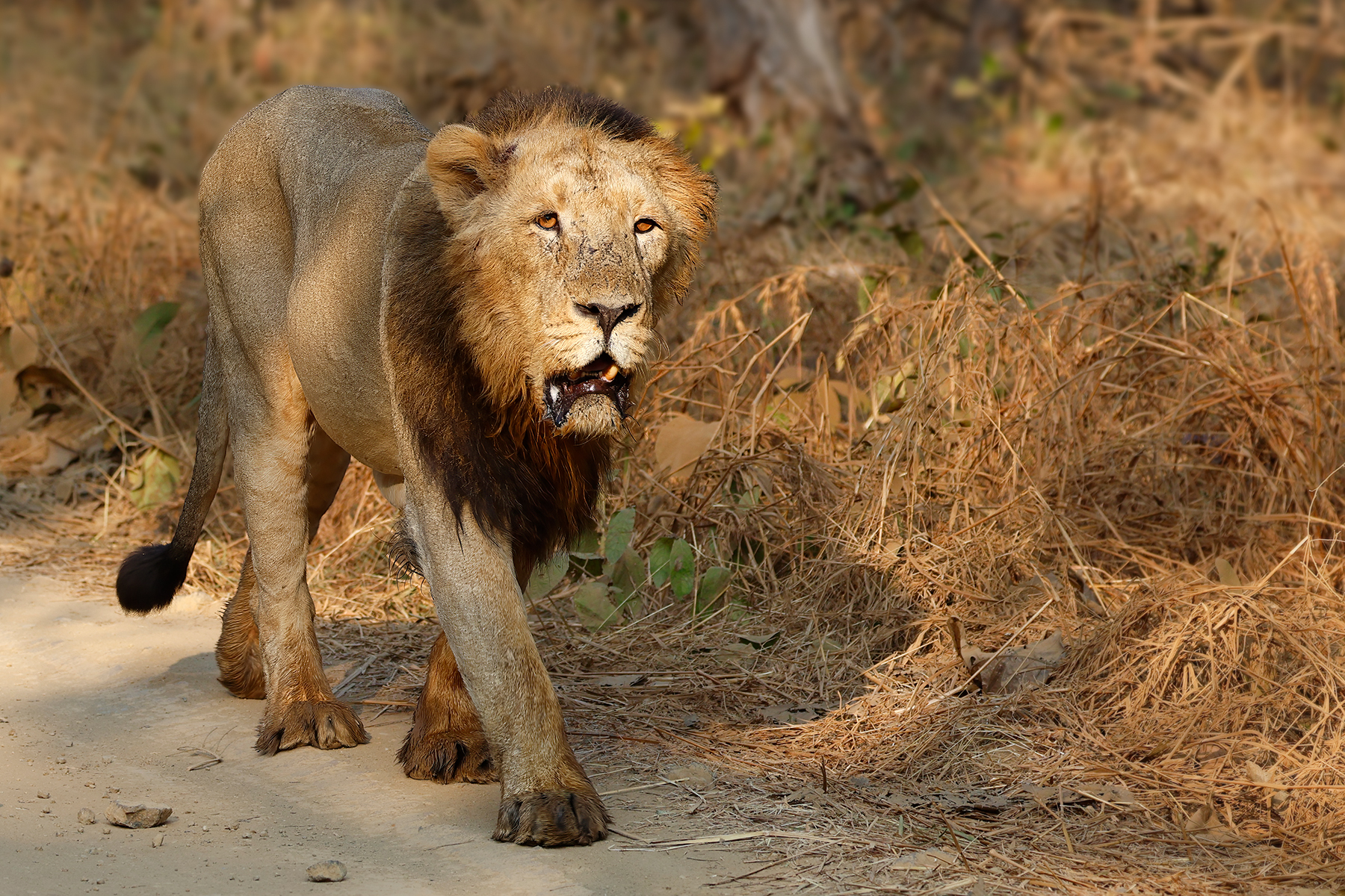 The king of Gir