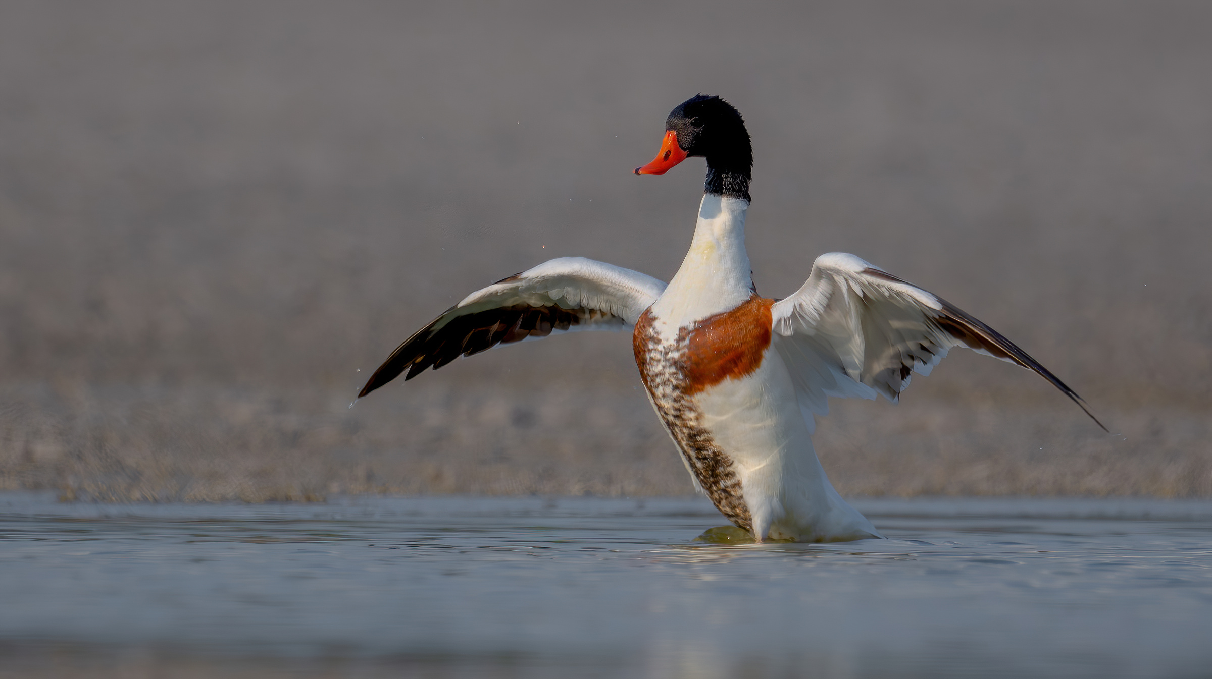 common shelduck