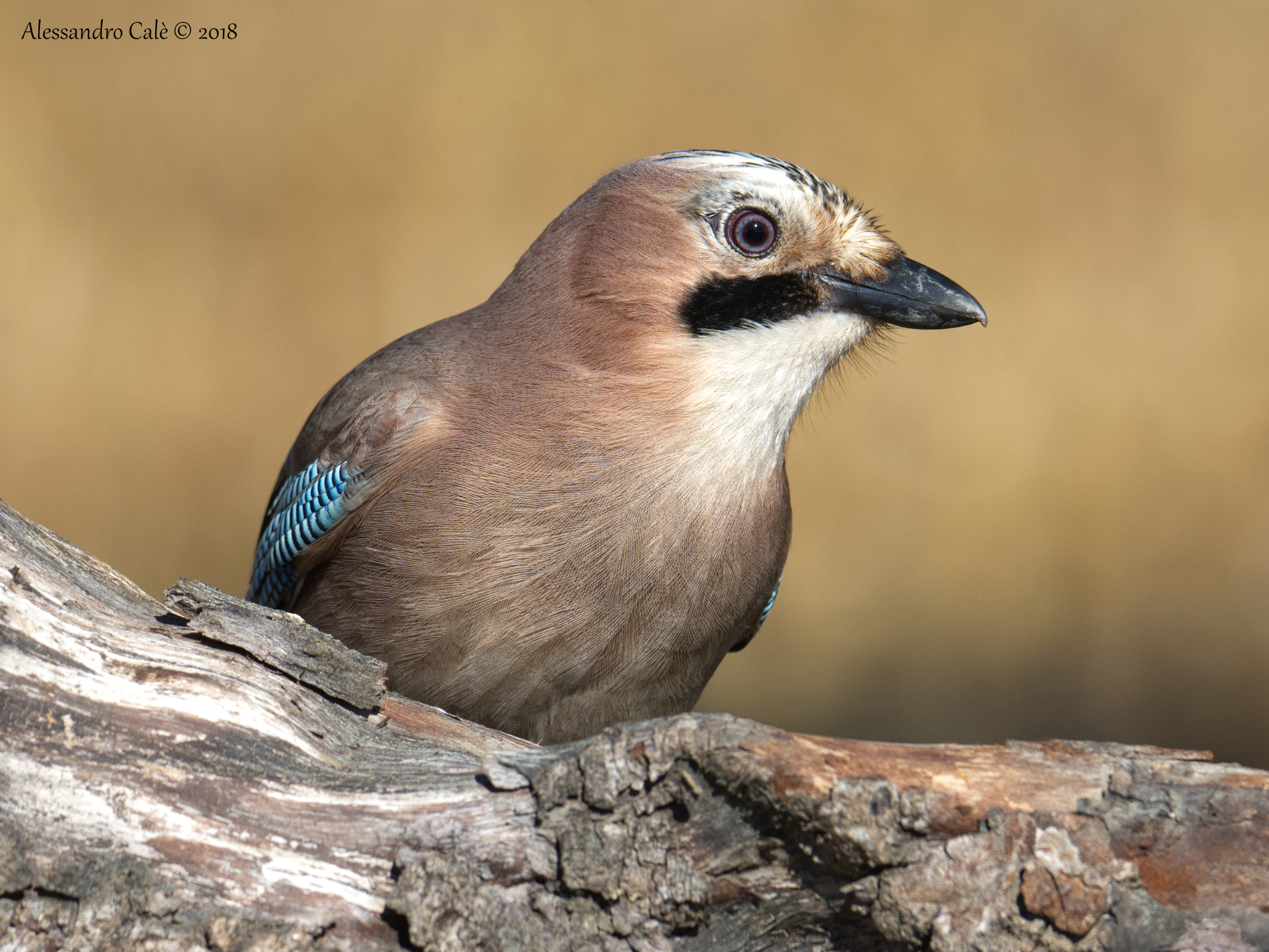 Garrulus glandarius (Jay) 2310