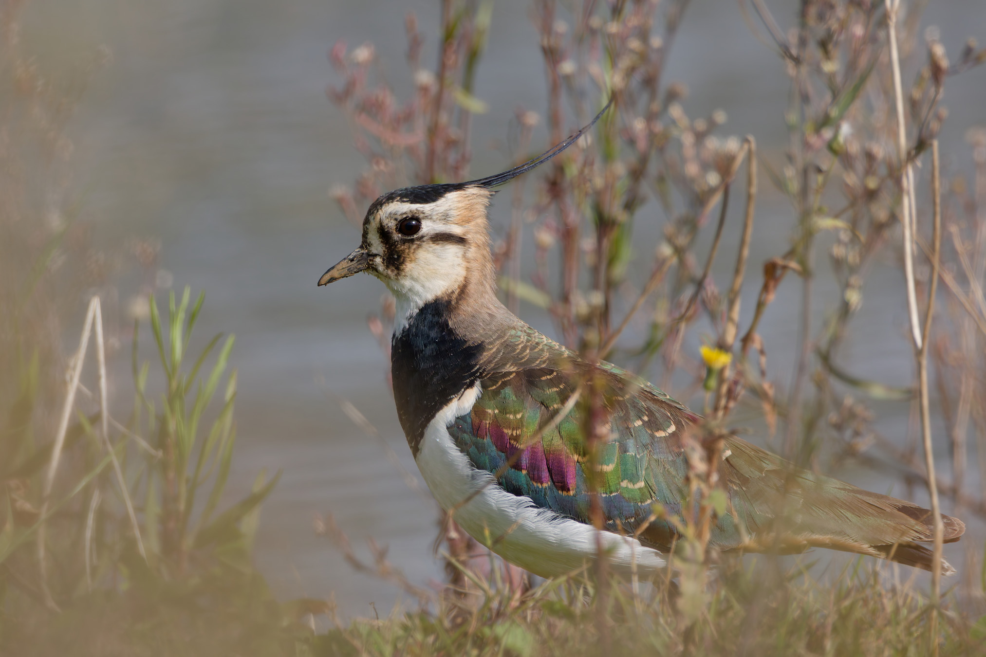 Pavoncette settentrionale