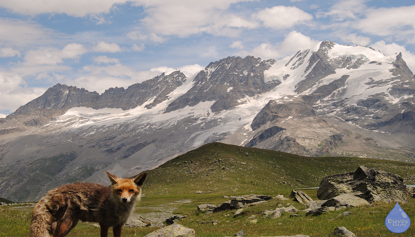 Volpe Gran Paradiso