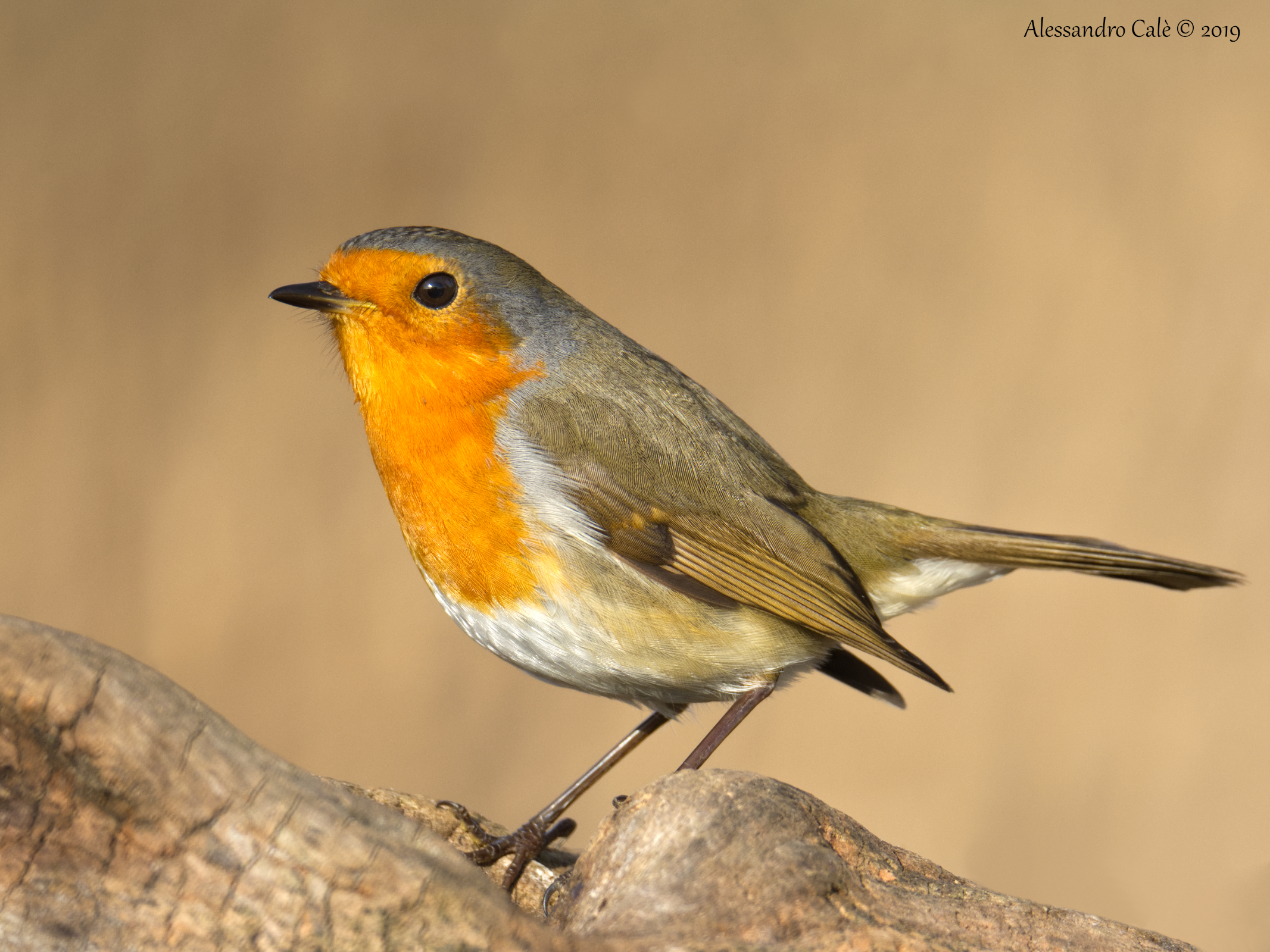 Erithacus nubecola (Robin) 4074