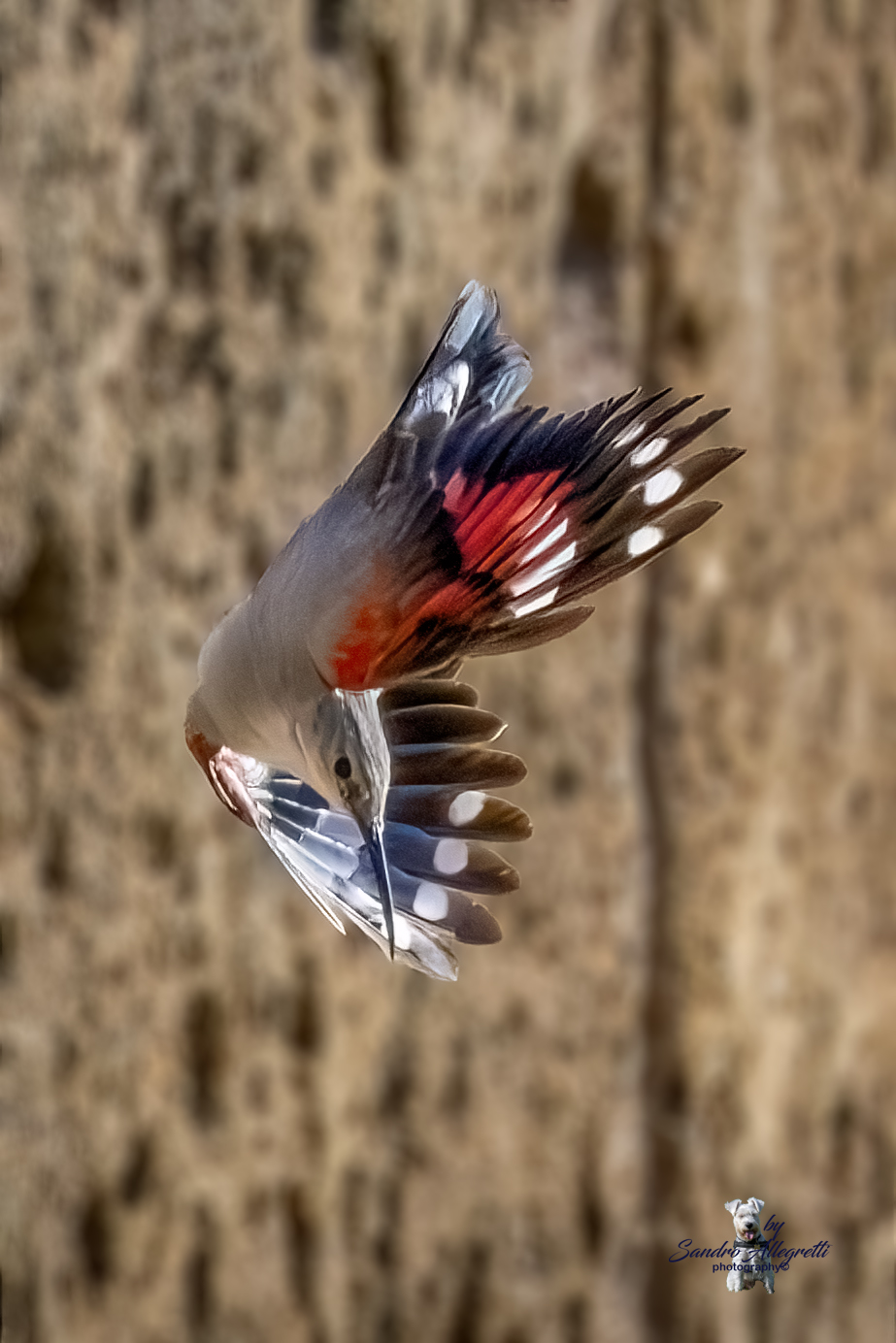 Il picchio muraiolo (Tichodroma muraria