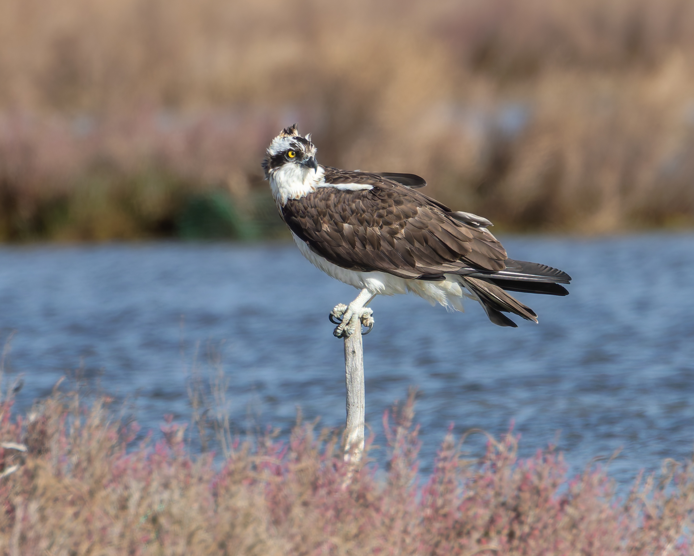 osprey