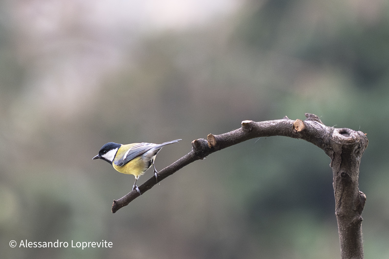 Cincia sul trampolino
