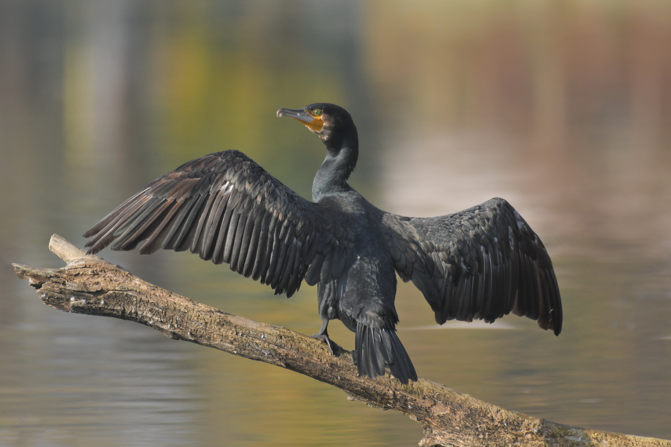 Phalacrocorax carbo