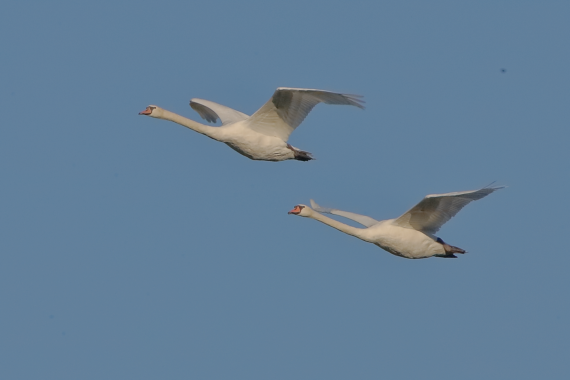 Swans R 05 September 2025 - 0010