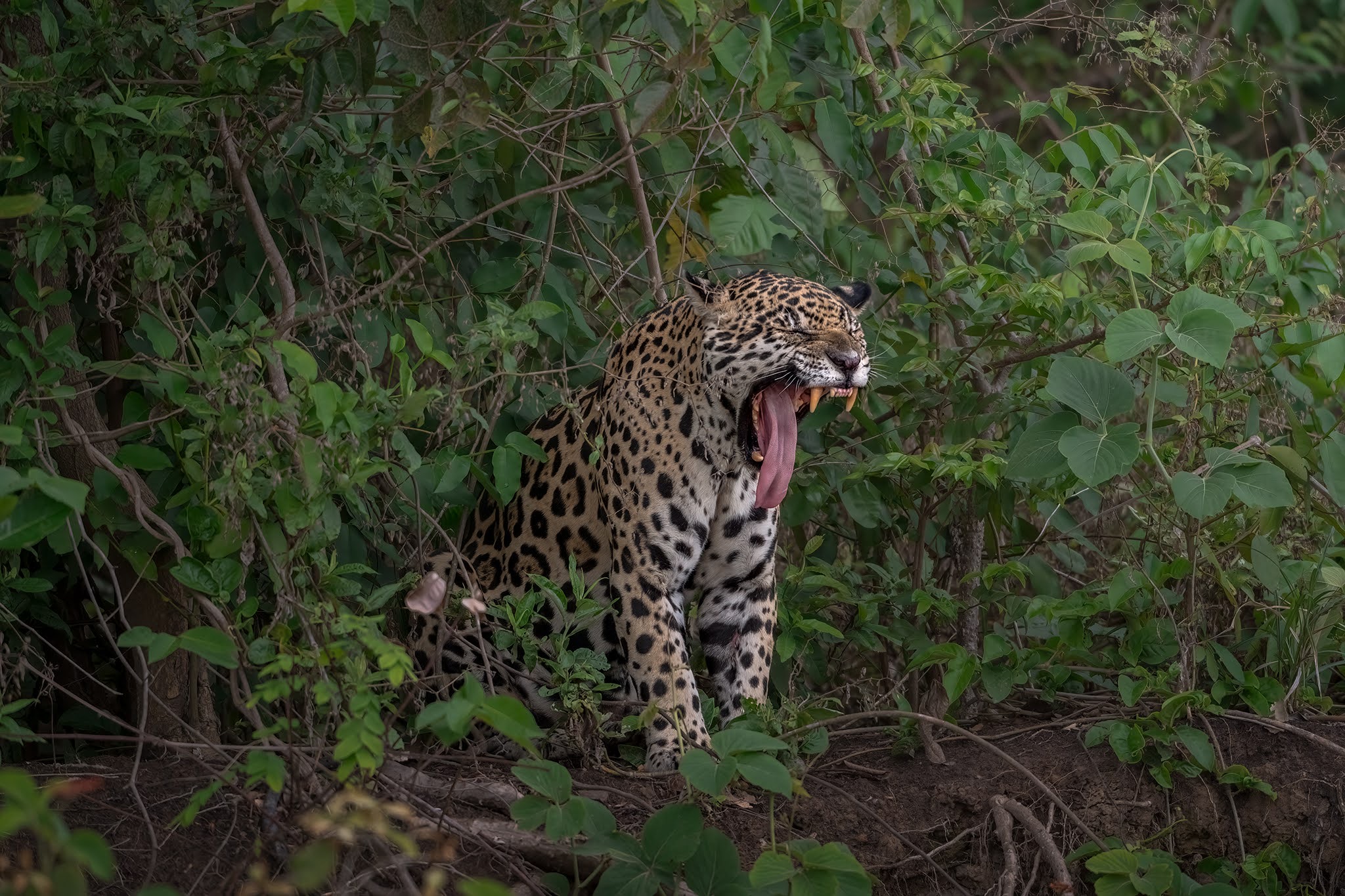 Yawn