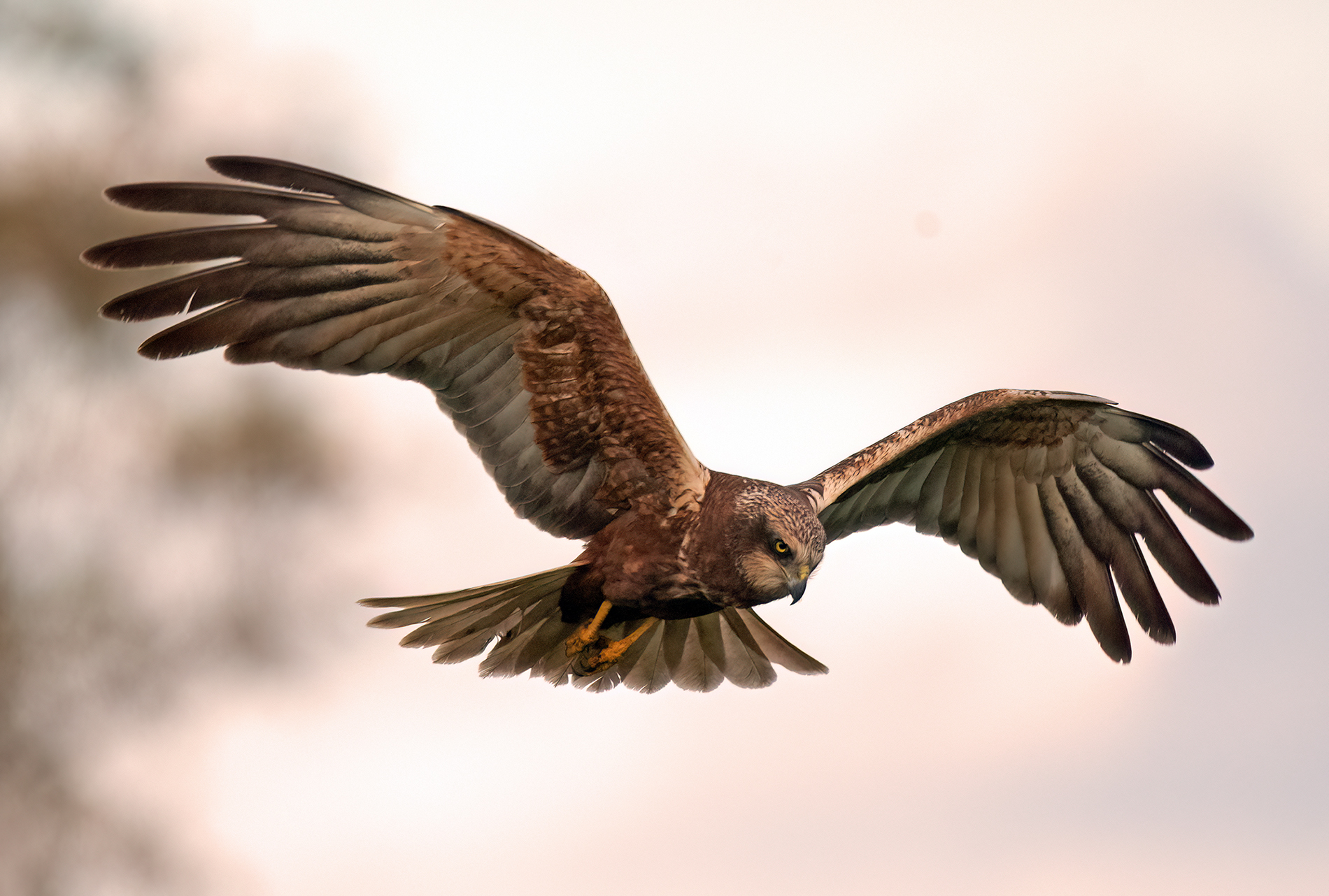 falco di palude