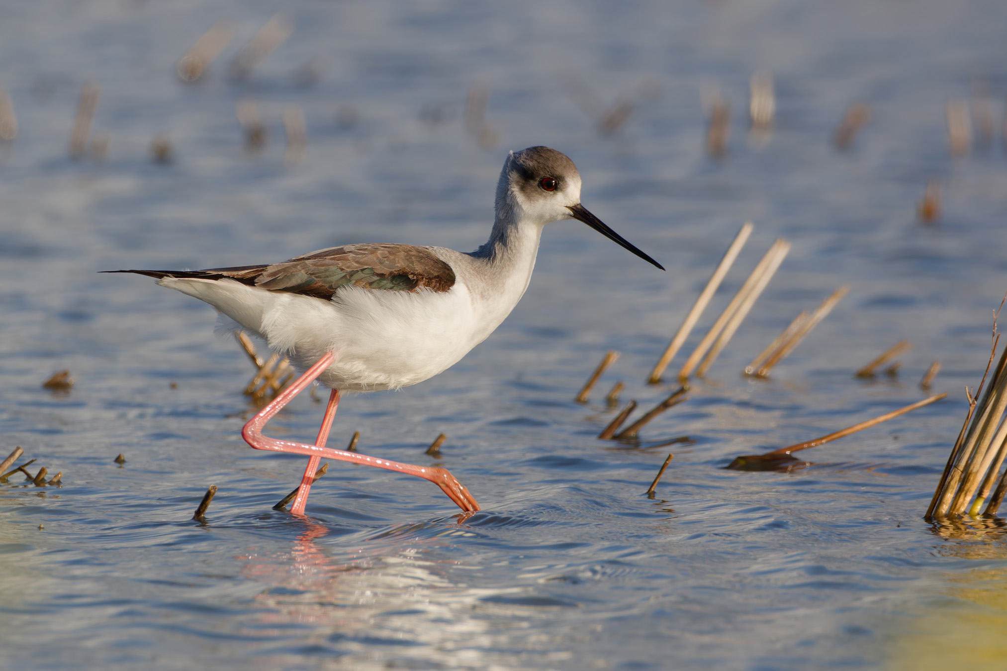 Trampoli dalle ali nere