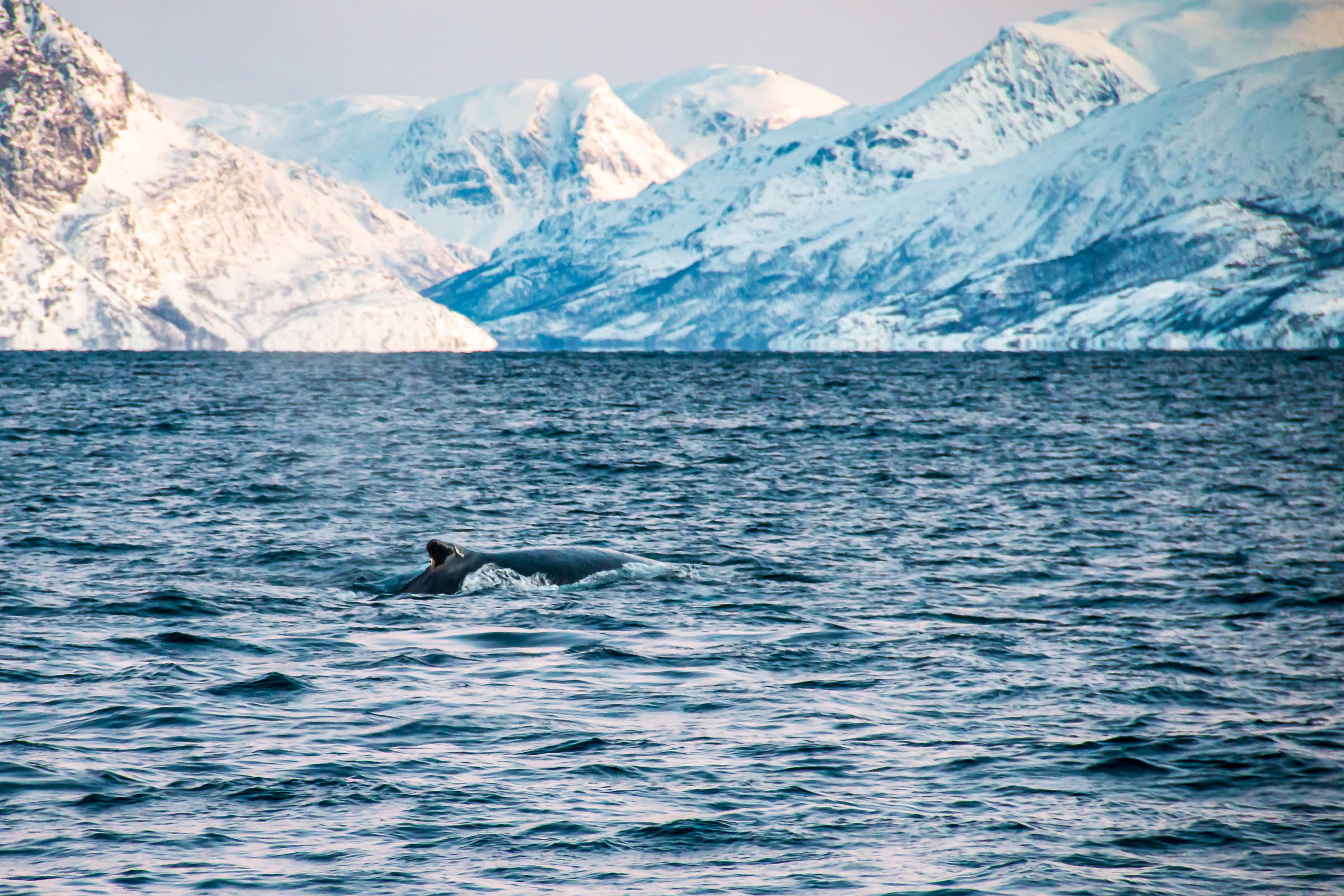 Humpback Whales in Skjervoy