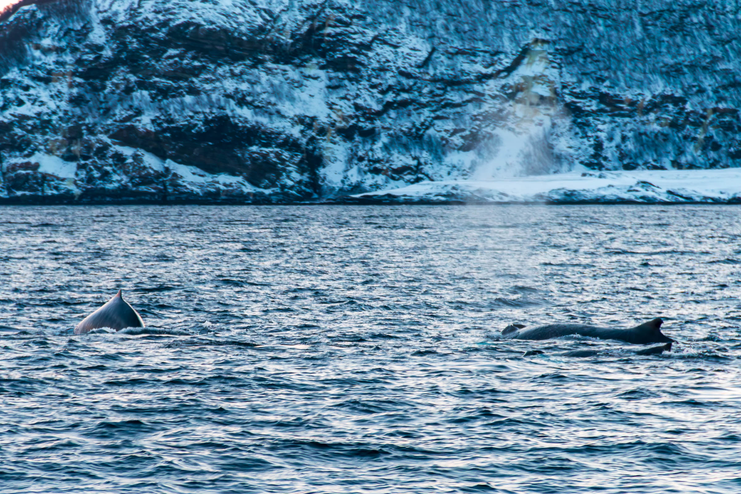Humpback Whales in Skjervoy