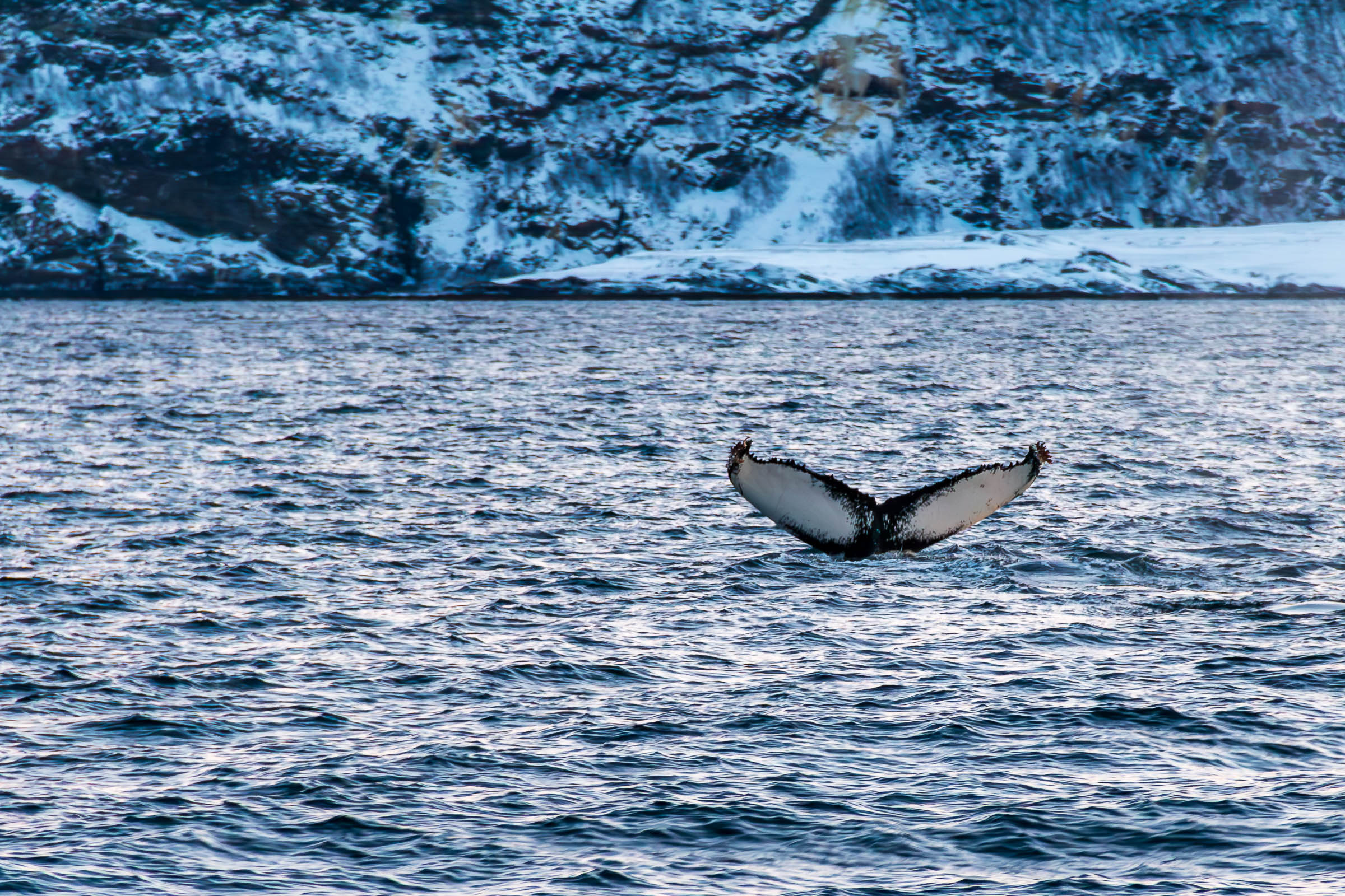 Humpback Whales in Skjervoy