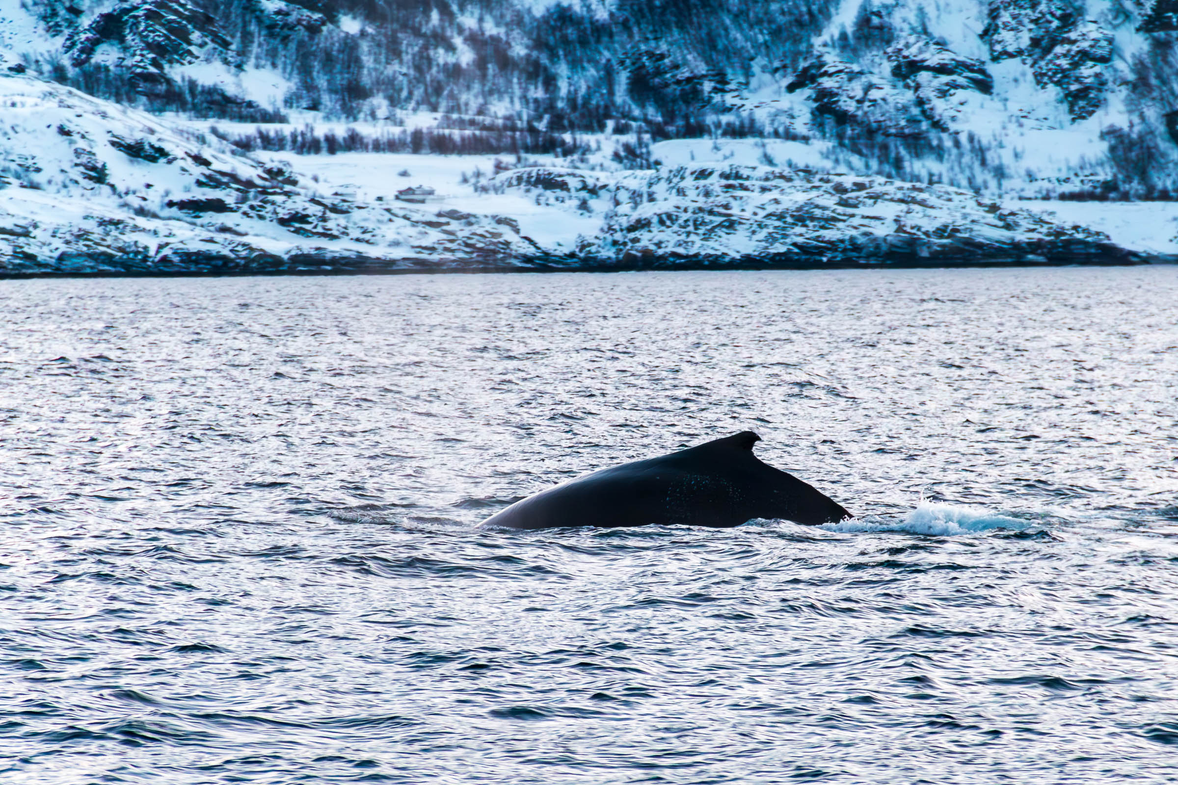 Humpback Whales in Skjervoy