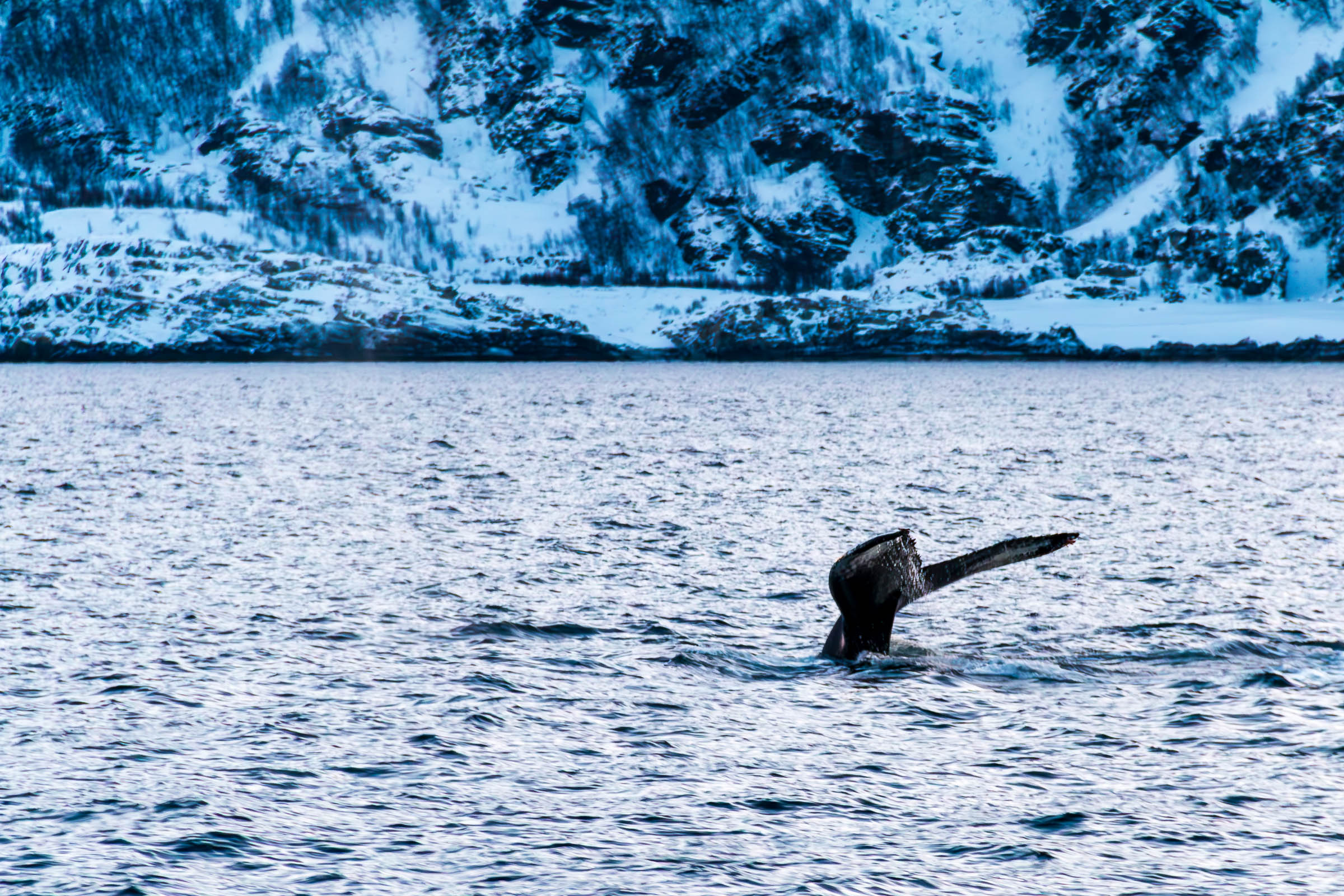 Humpback Whales in Skjervoy
