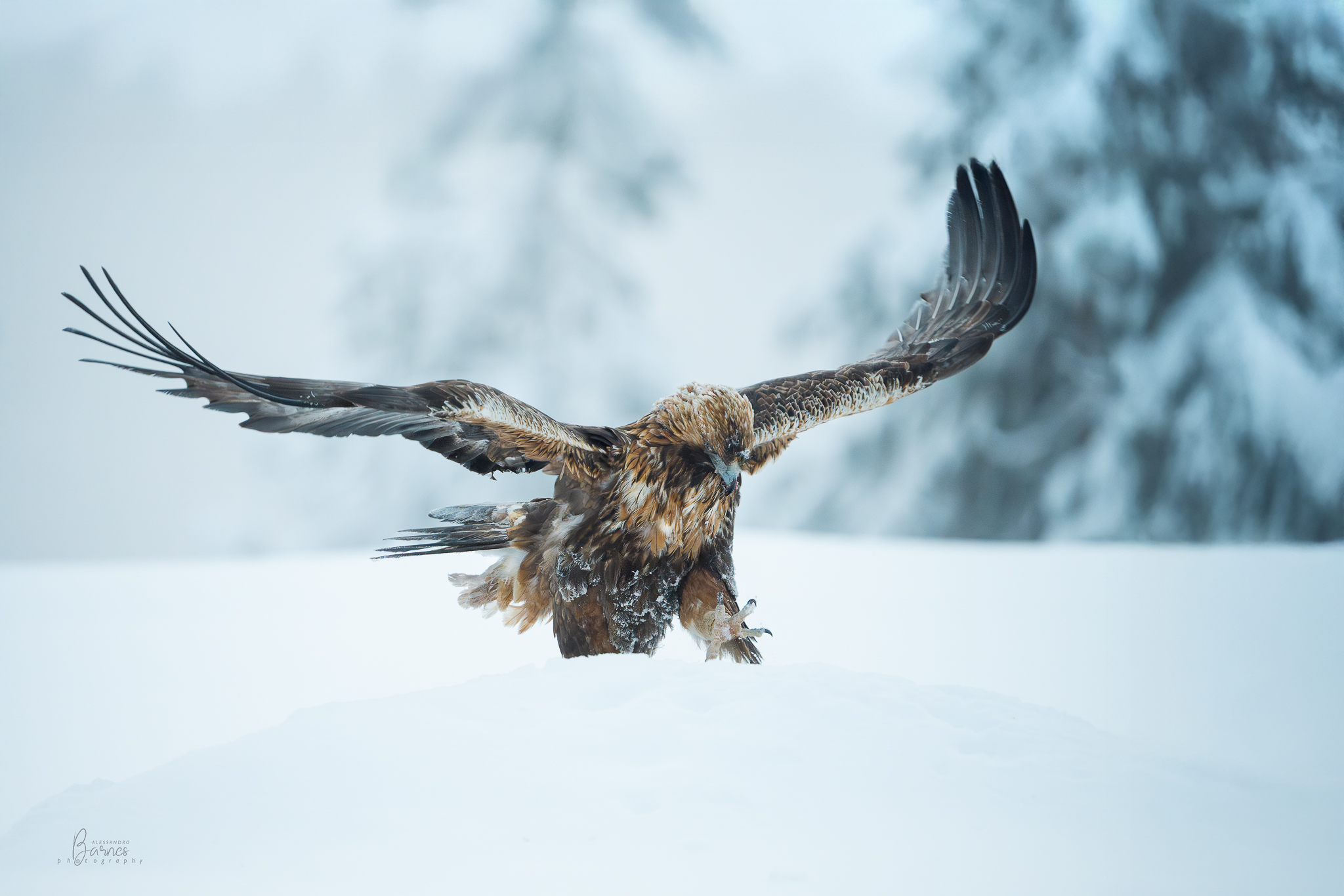 Golden Eagle -Finland-