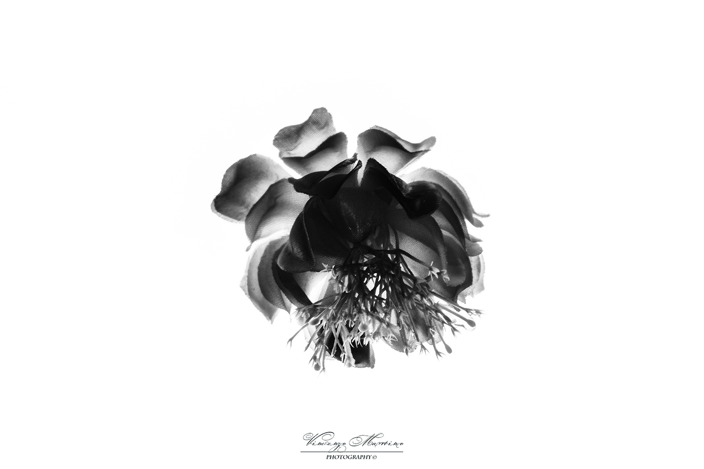 "Dark flower"