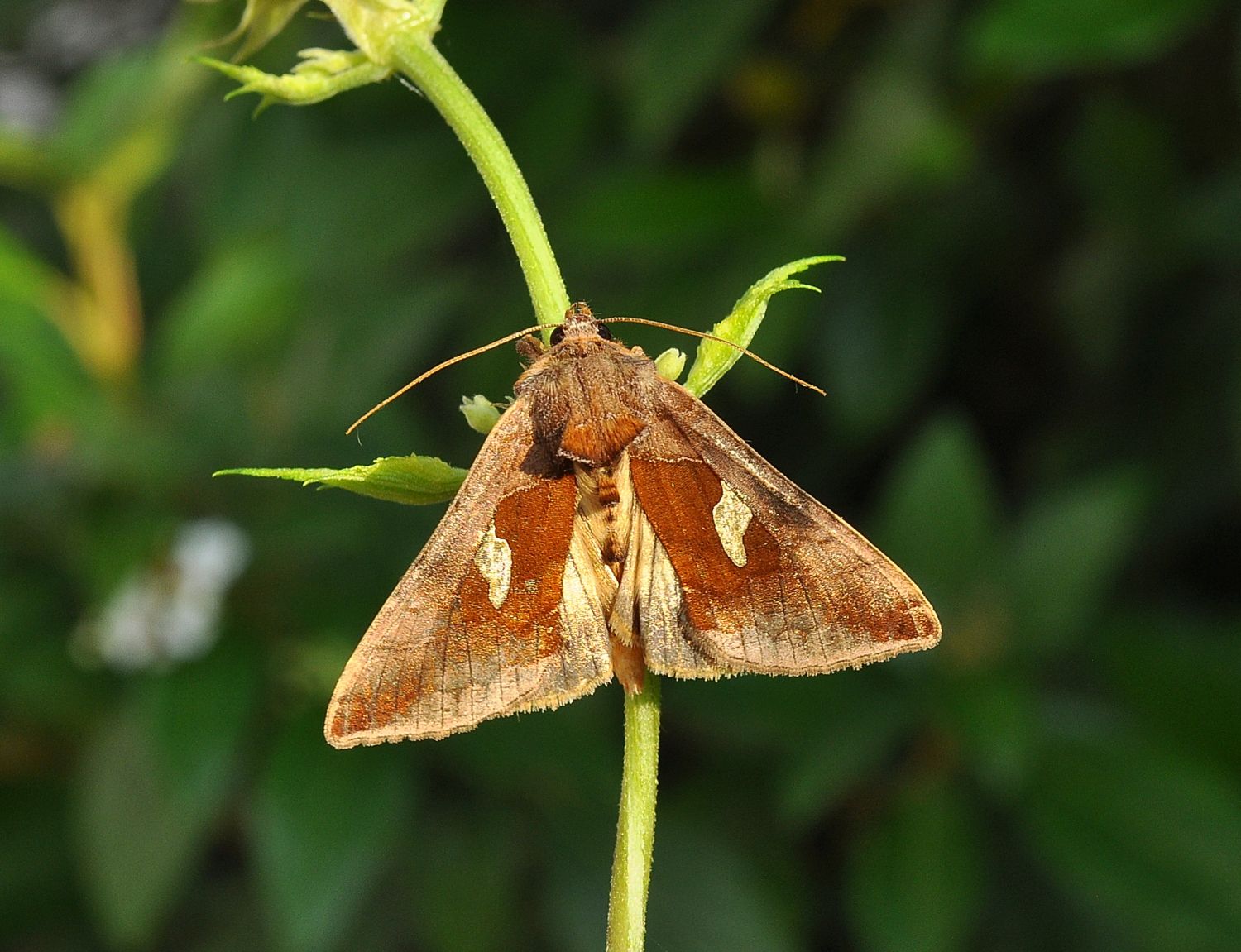 Autographa bractea