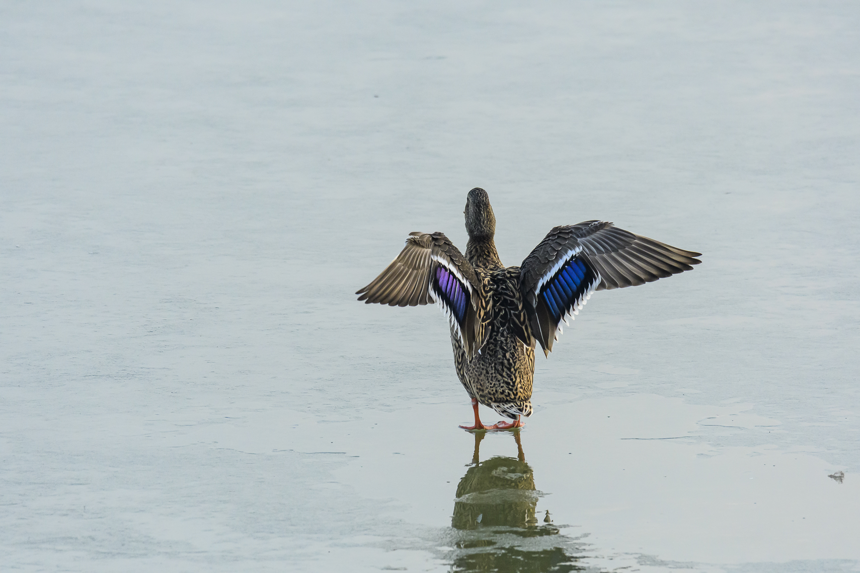 Anatids on ice (Mallard)