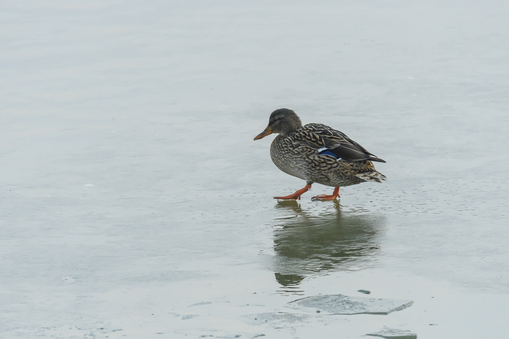 Anatids on ice (Mallard)