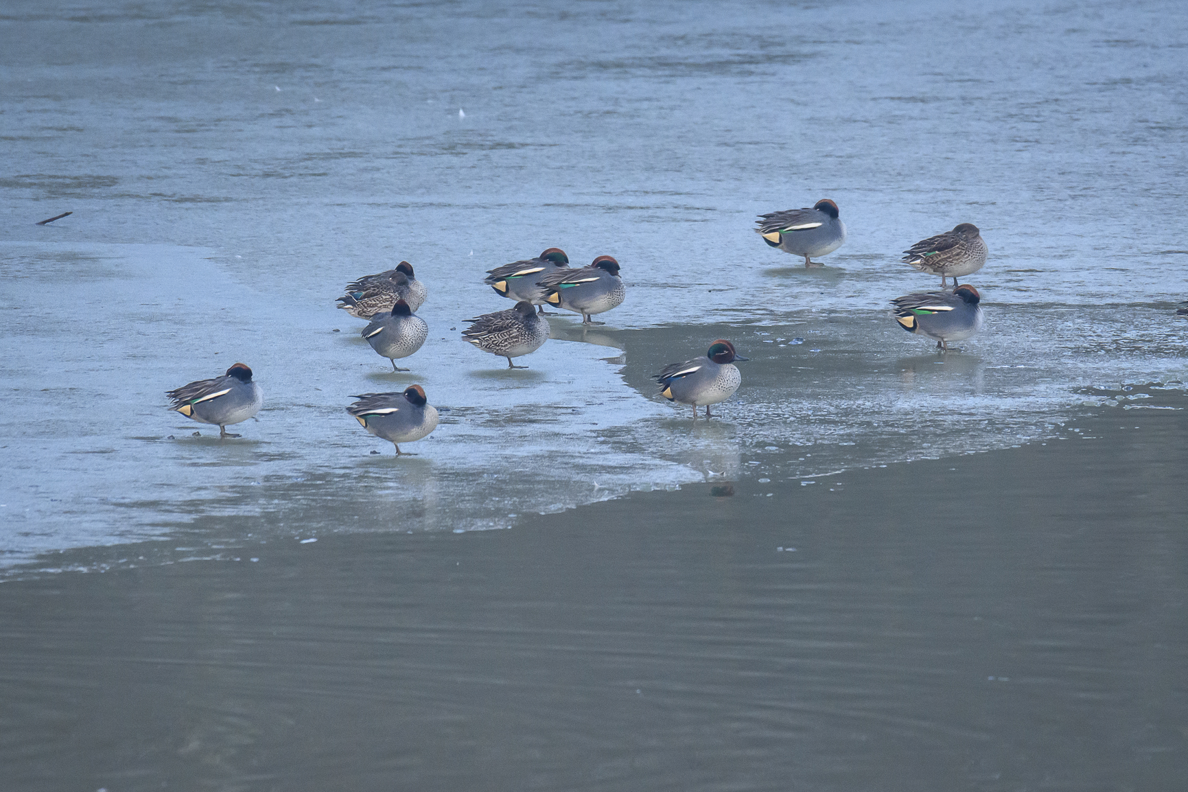 Anatids in ice (Teal)