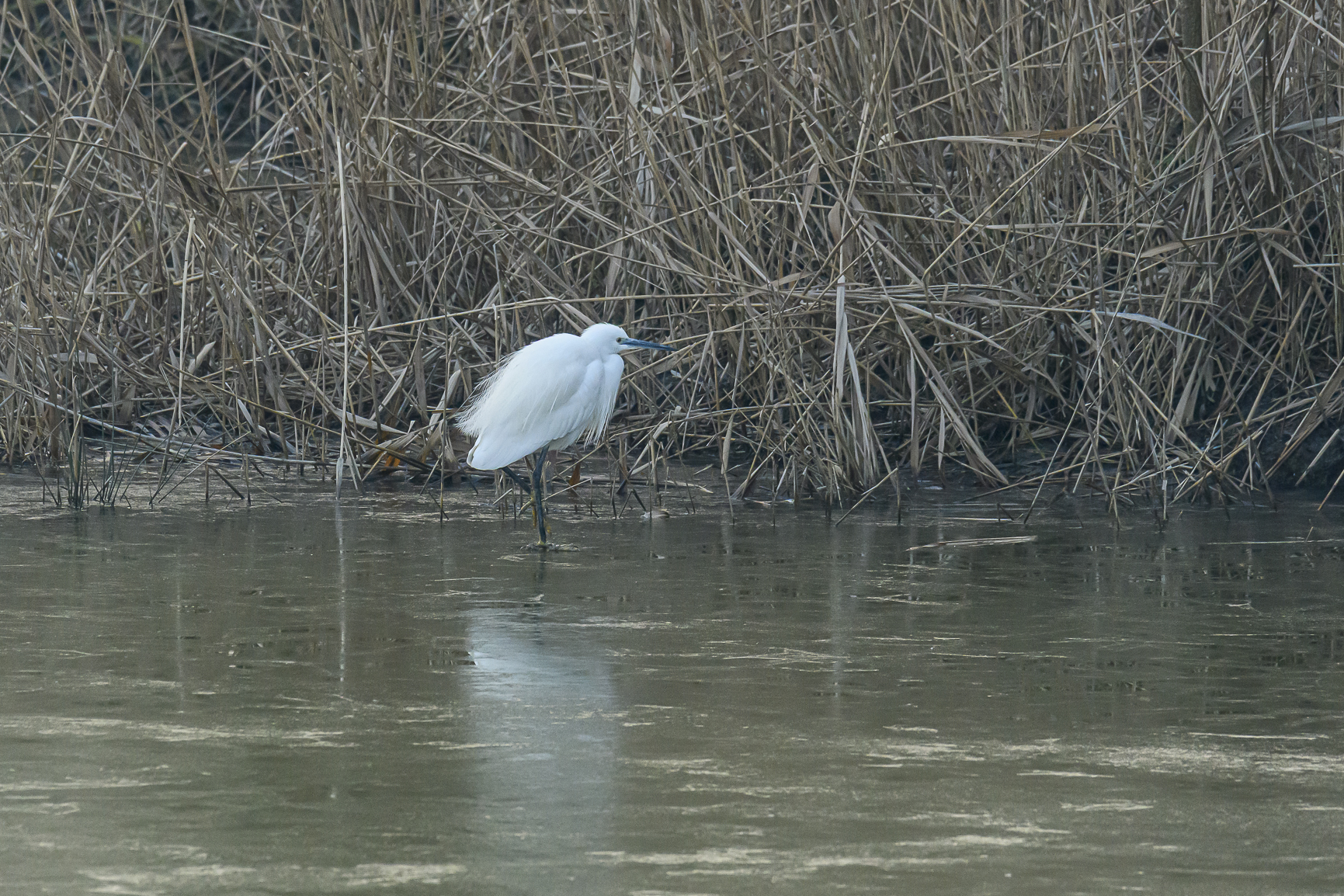 Egret on ice