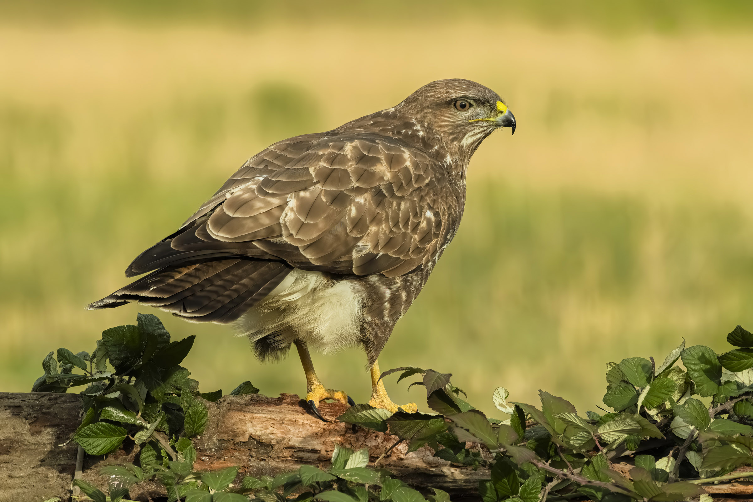 Buzzard