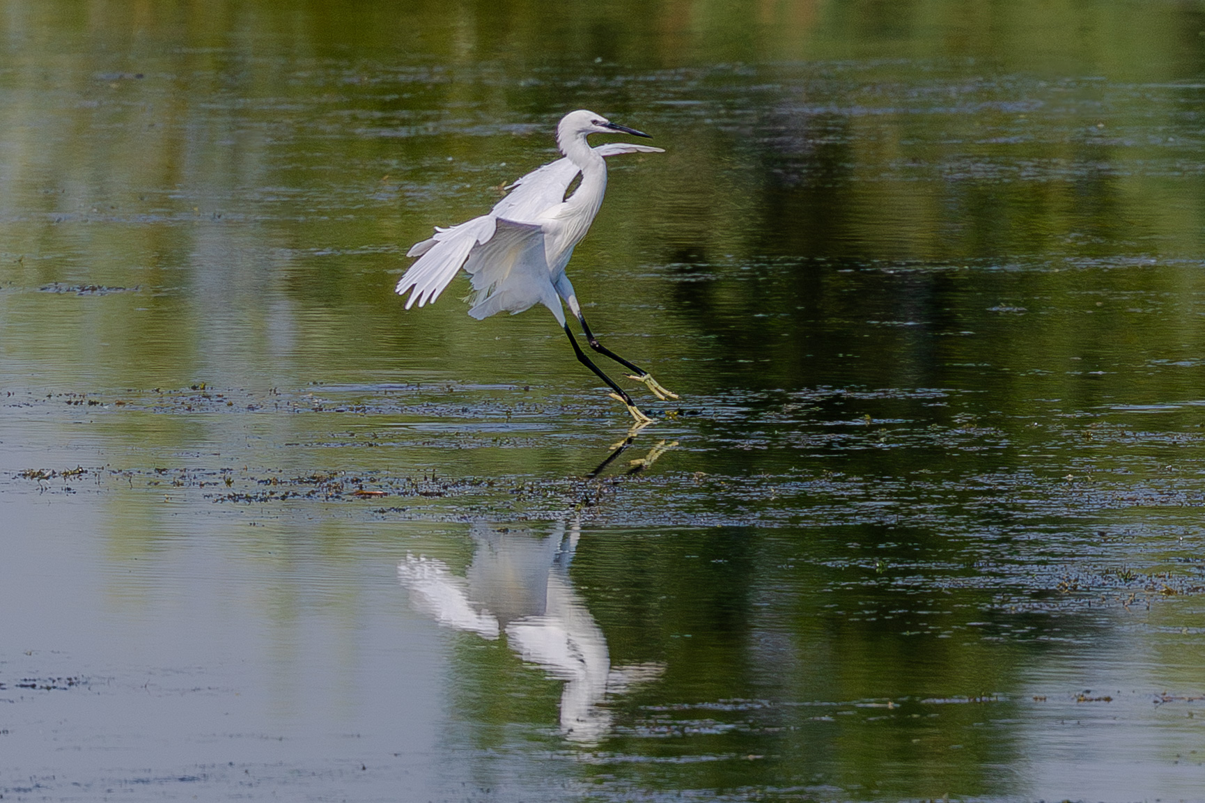 Garzetta in atterraggio