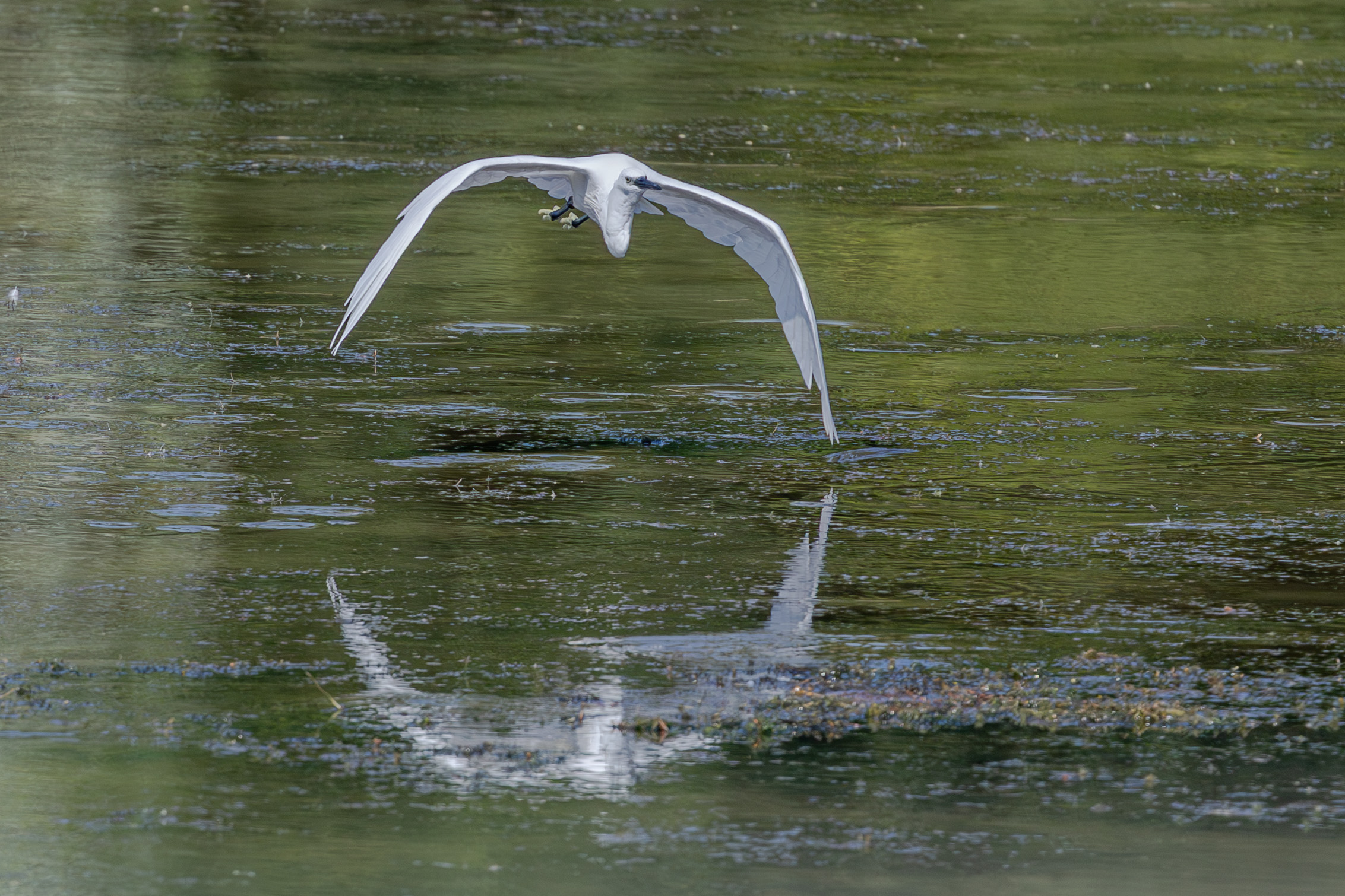 Garzetta in avvicinamento ...