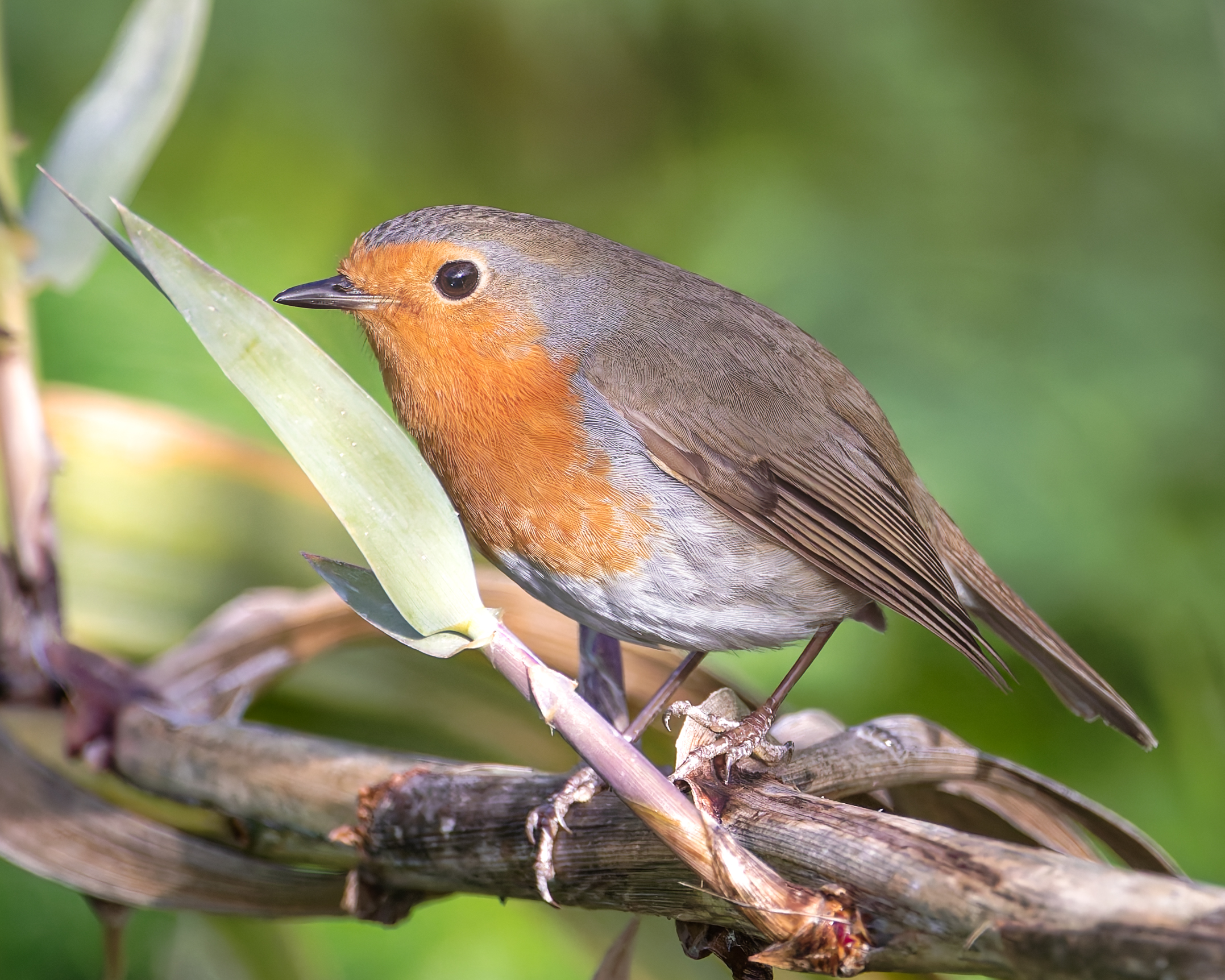 Robin