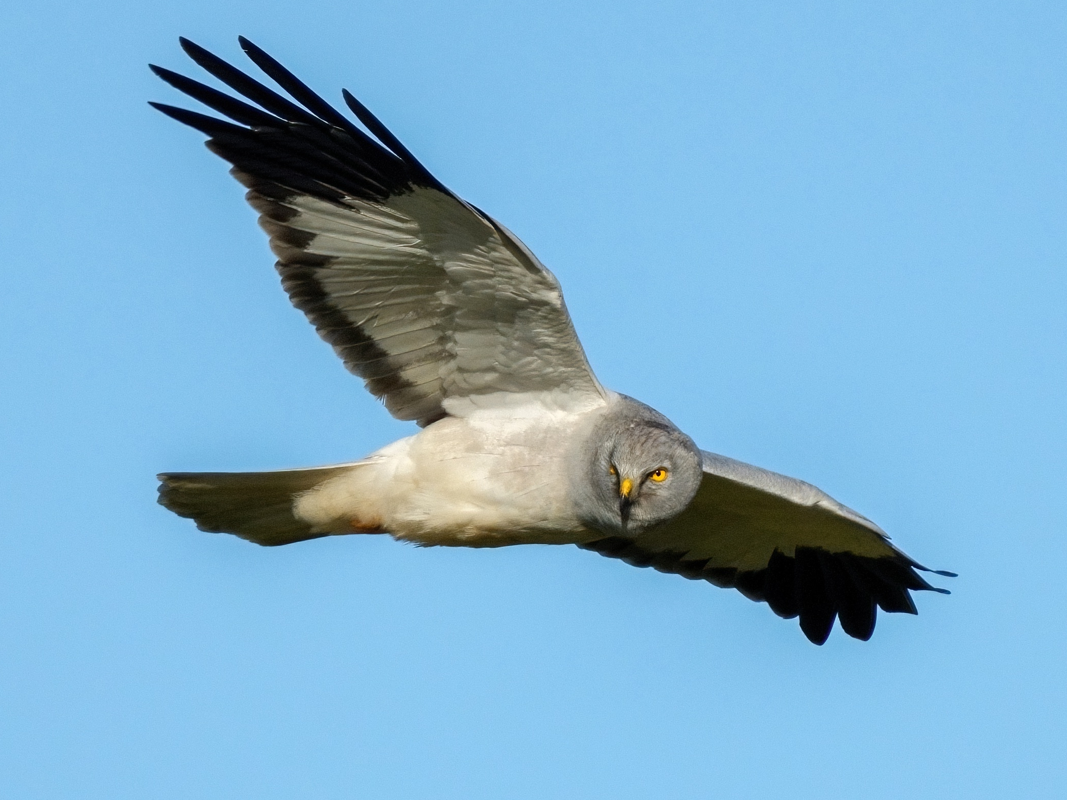 Hen Harrier (Circus cyaneus) male