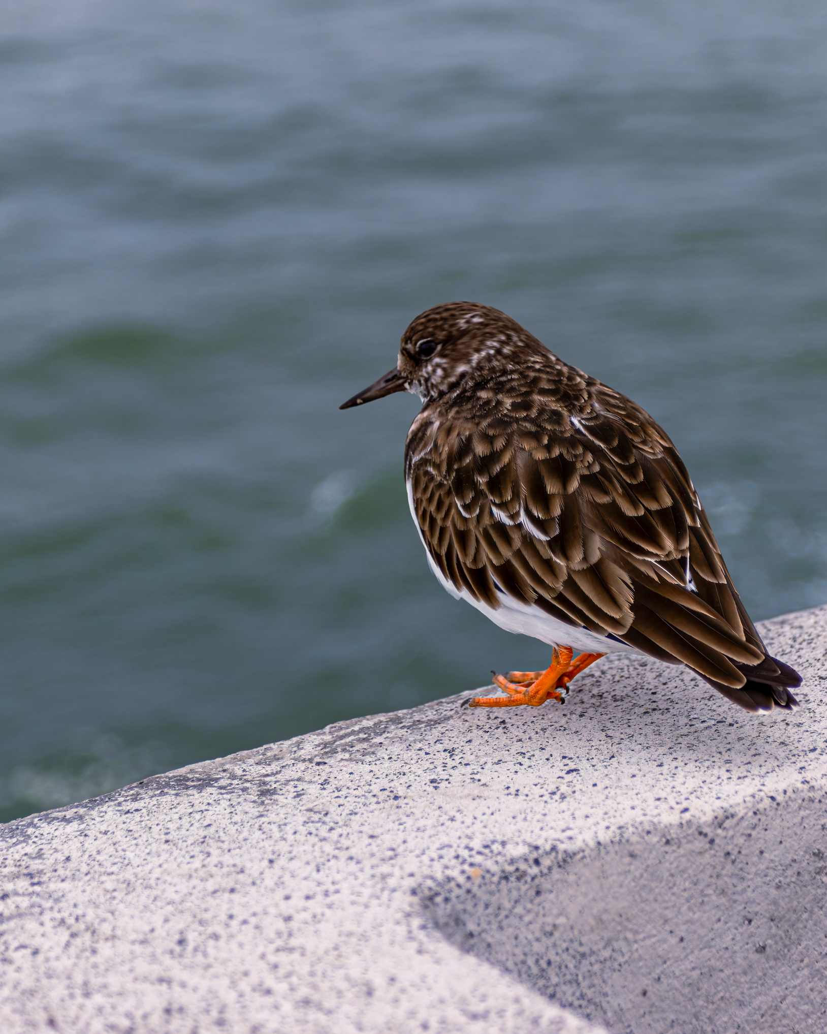 Sentinel on the sea