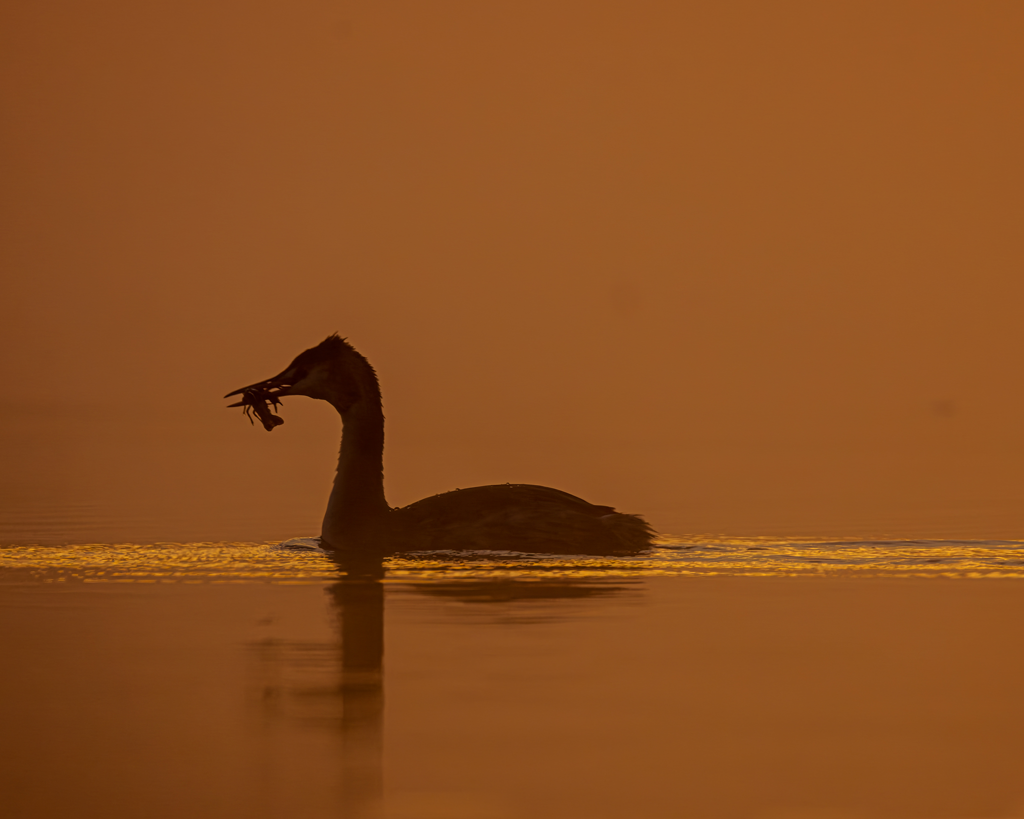 Predator at dawn