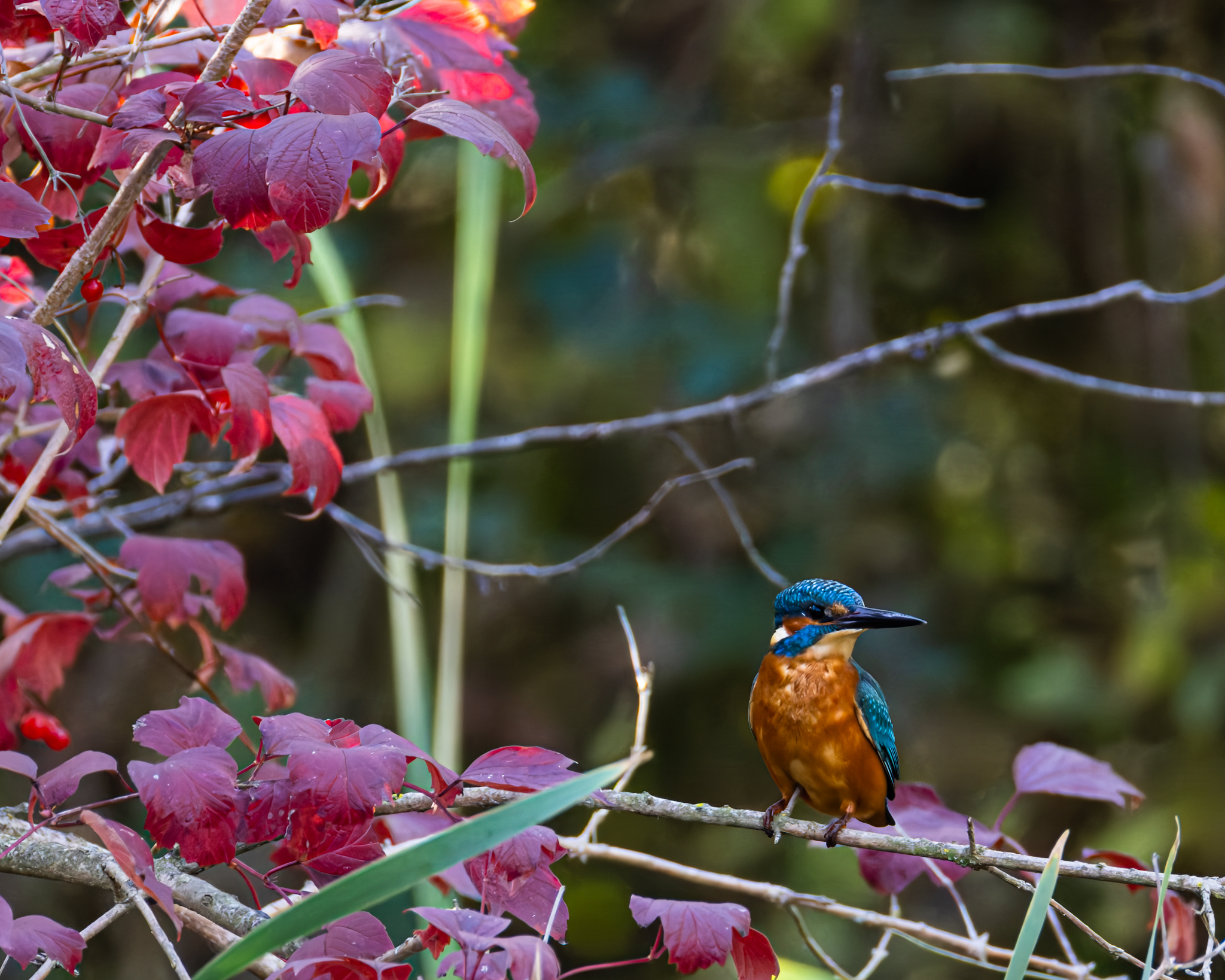 Autumn jewel